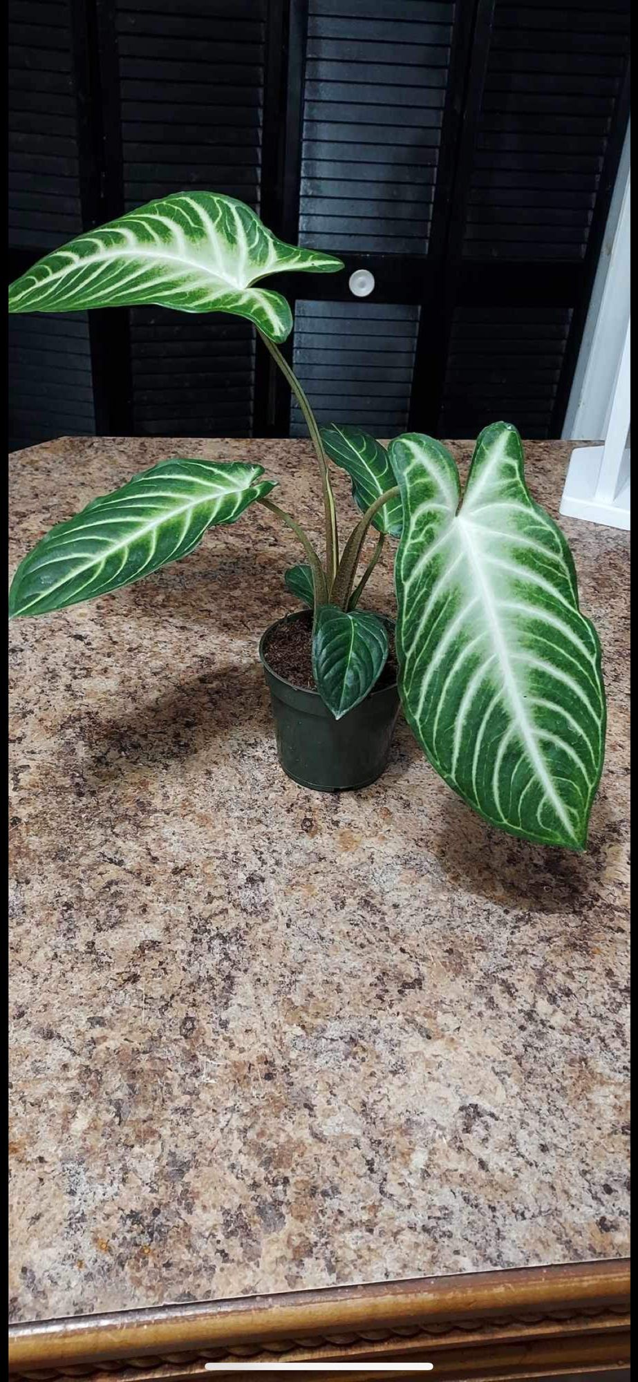 giant sequoia plants for sale Giant Sequoia