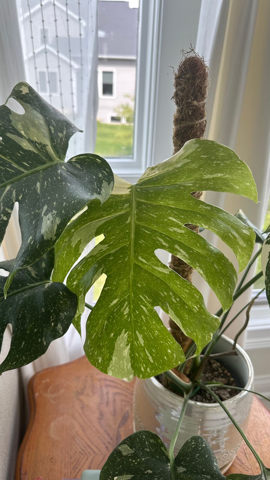 4" Monstera 'Thai Constellation'  BWH Plant Co