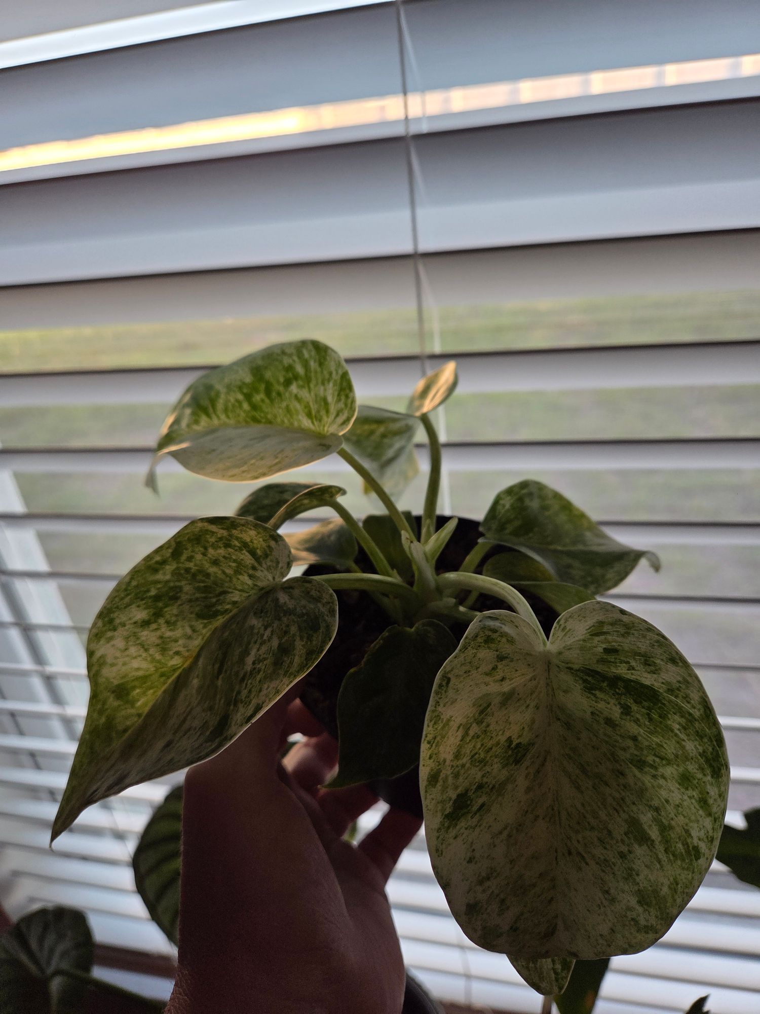 global green pothos Global Green Pothos Cuttings (x5) - Epipremnum aureum main image 1