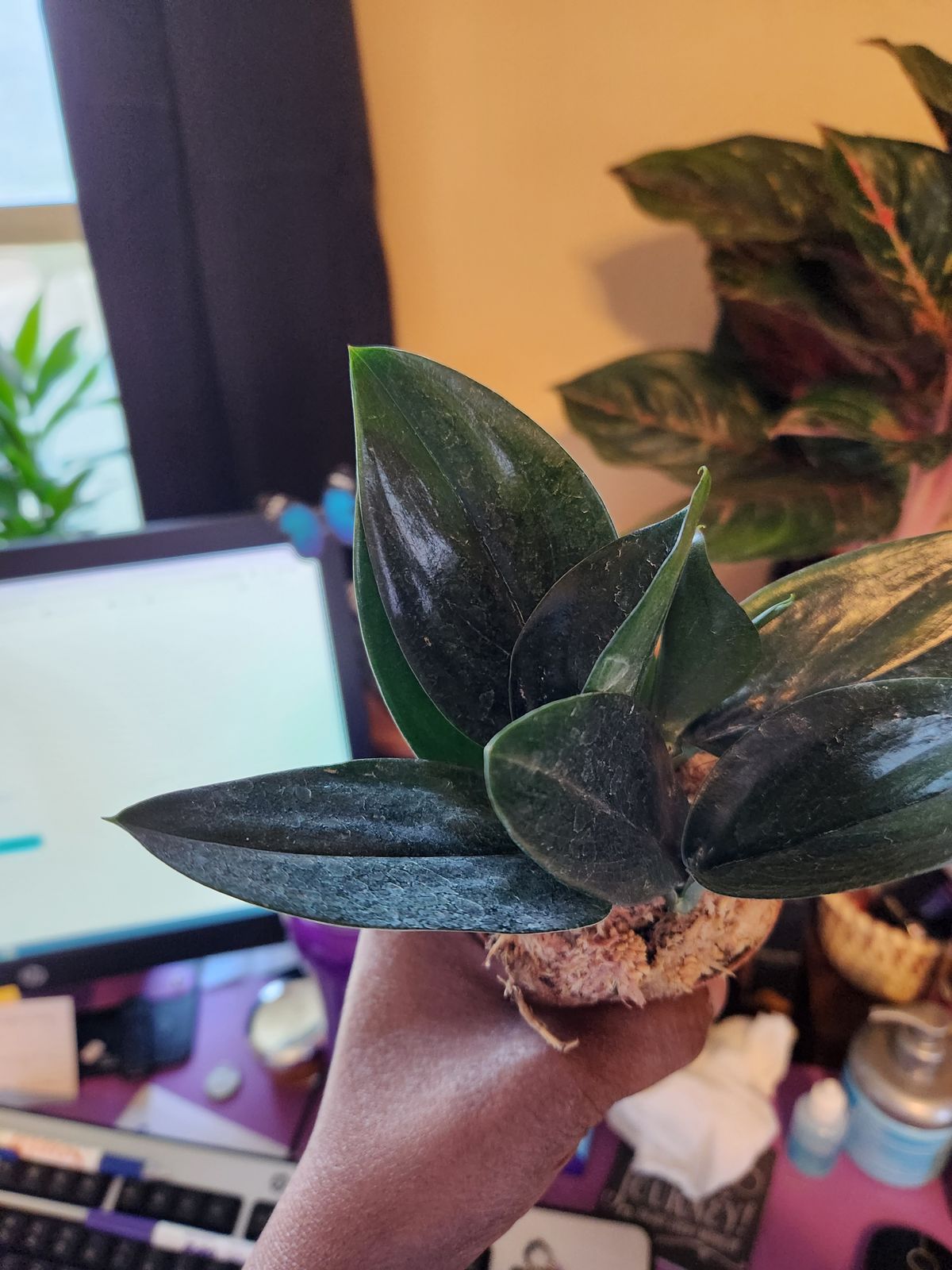 zimmerpflanzen variegata Monstera 'Variegata' (Rarität) kaufen main image 1