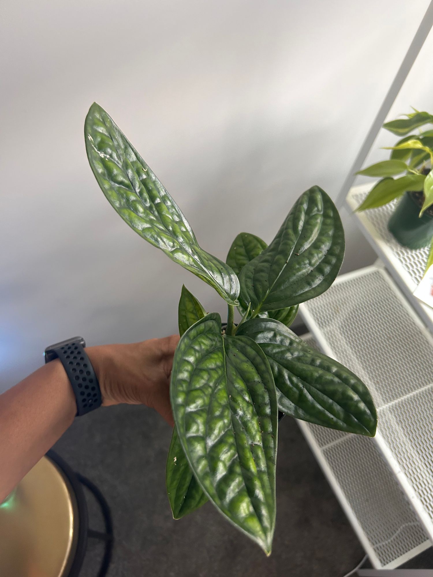 white princess philodendron Philodendron White Princess | Plants