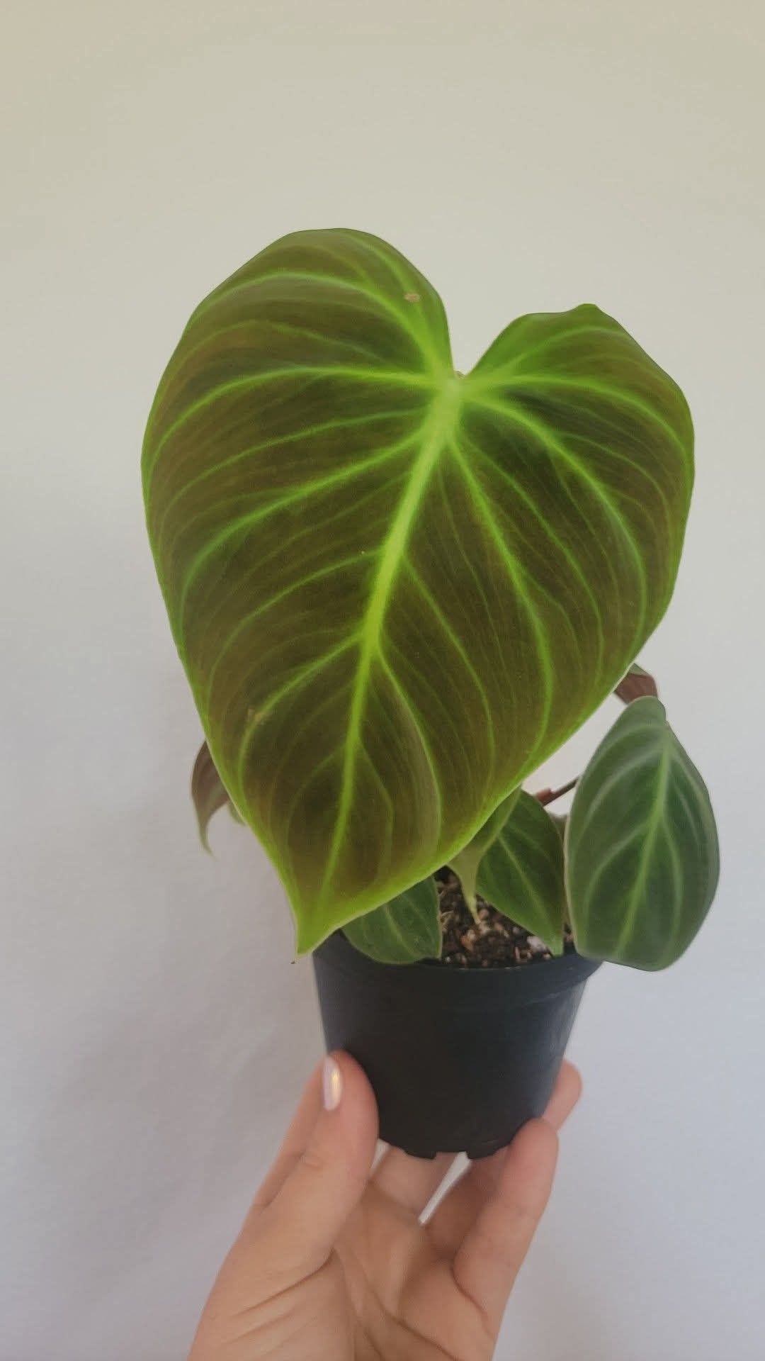 4" Philodendron 'El Choco Red'  BWH Plant Co