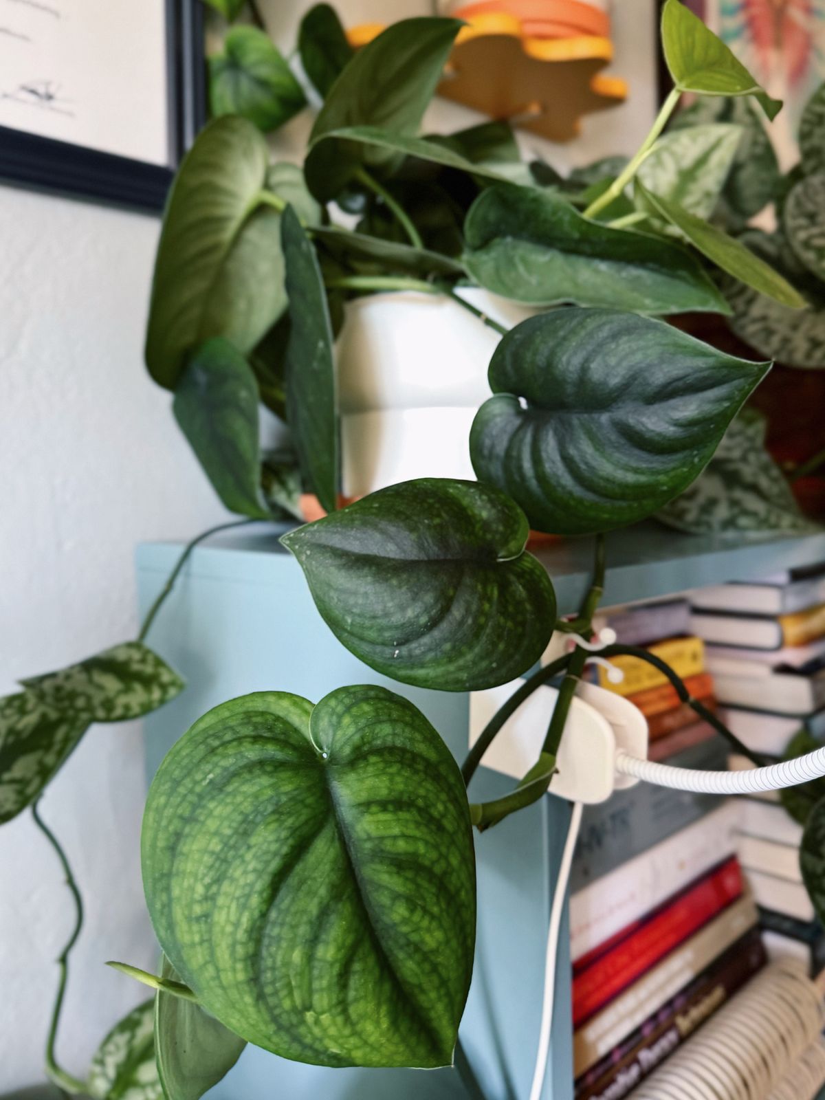 where can i buy succulents Crassula multicava main image 1