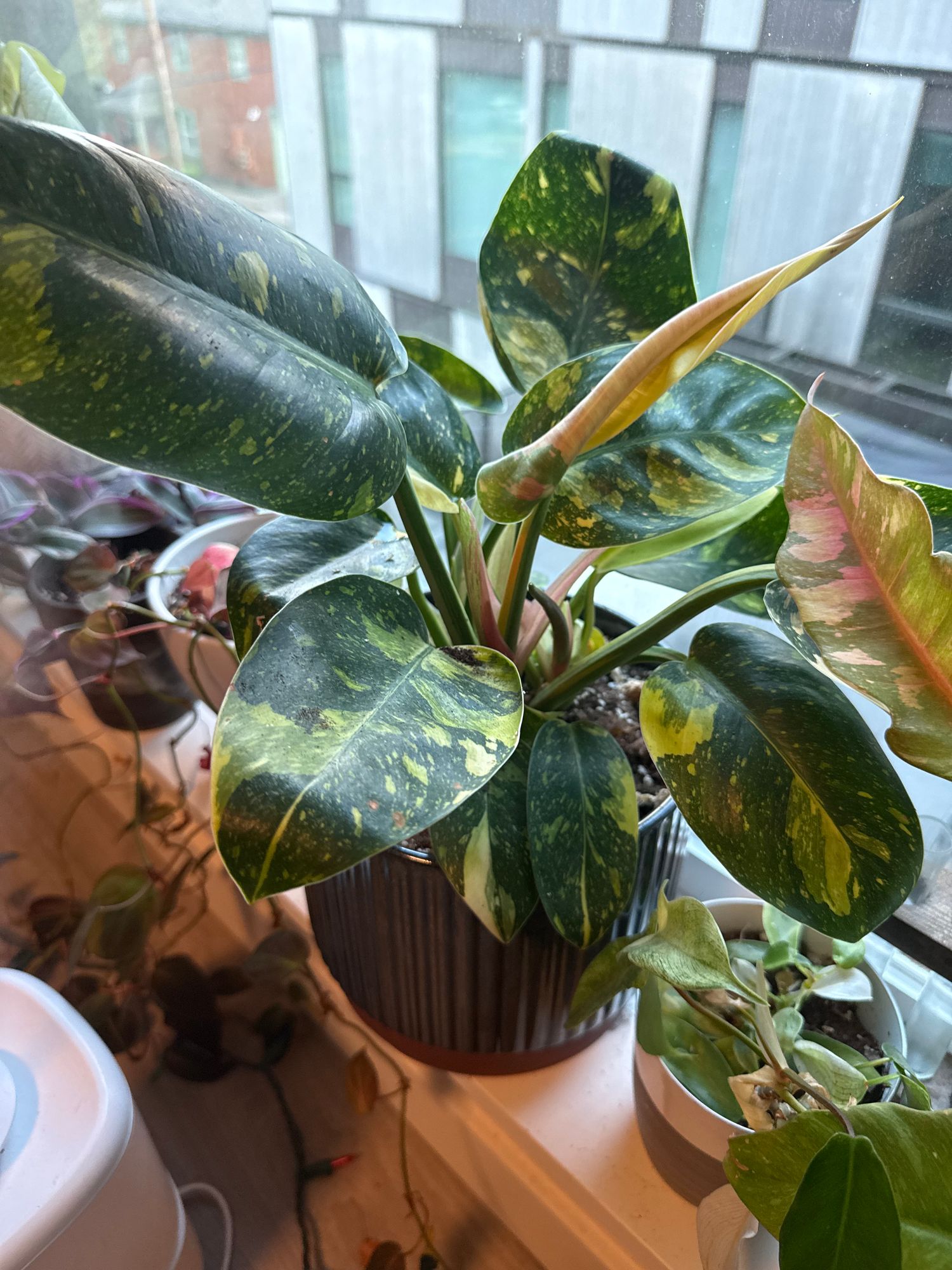 6" Variegated Philodendron Green Congo 'Copper Flame'  BWH Plant Co