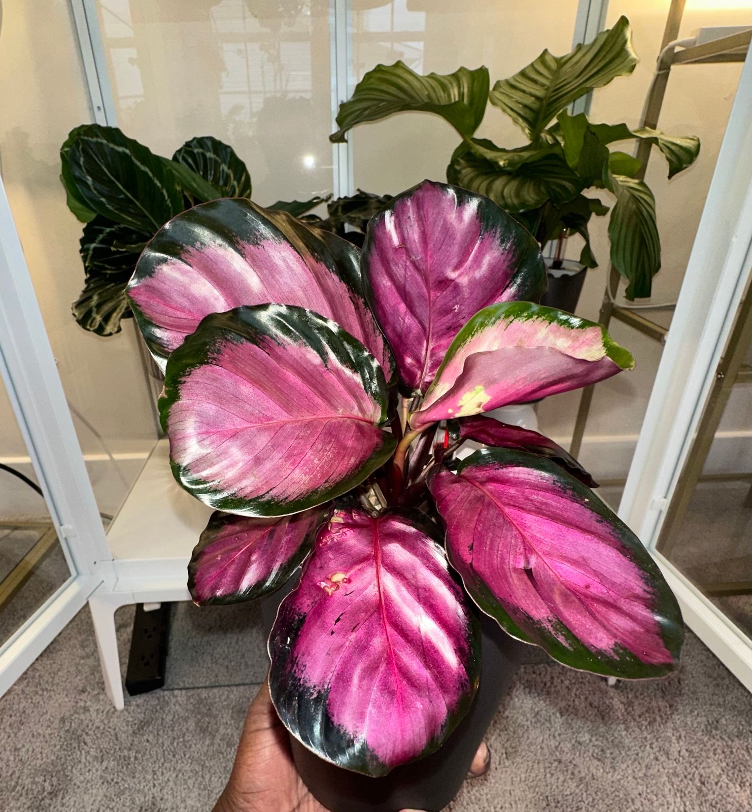 4" Calathea 'Crimson'  BWH Plant Co