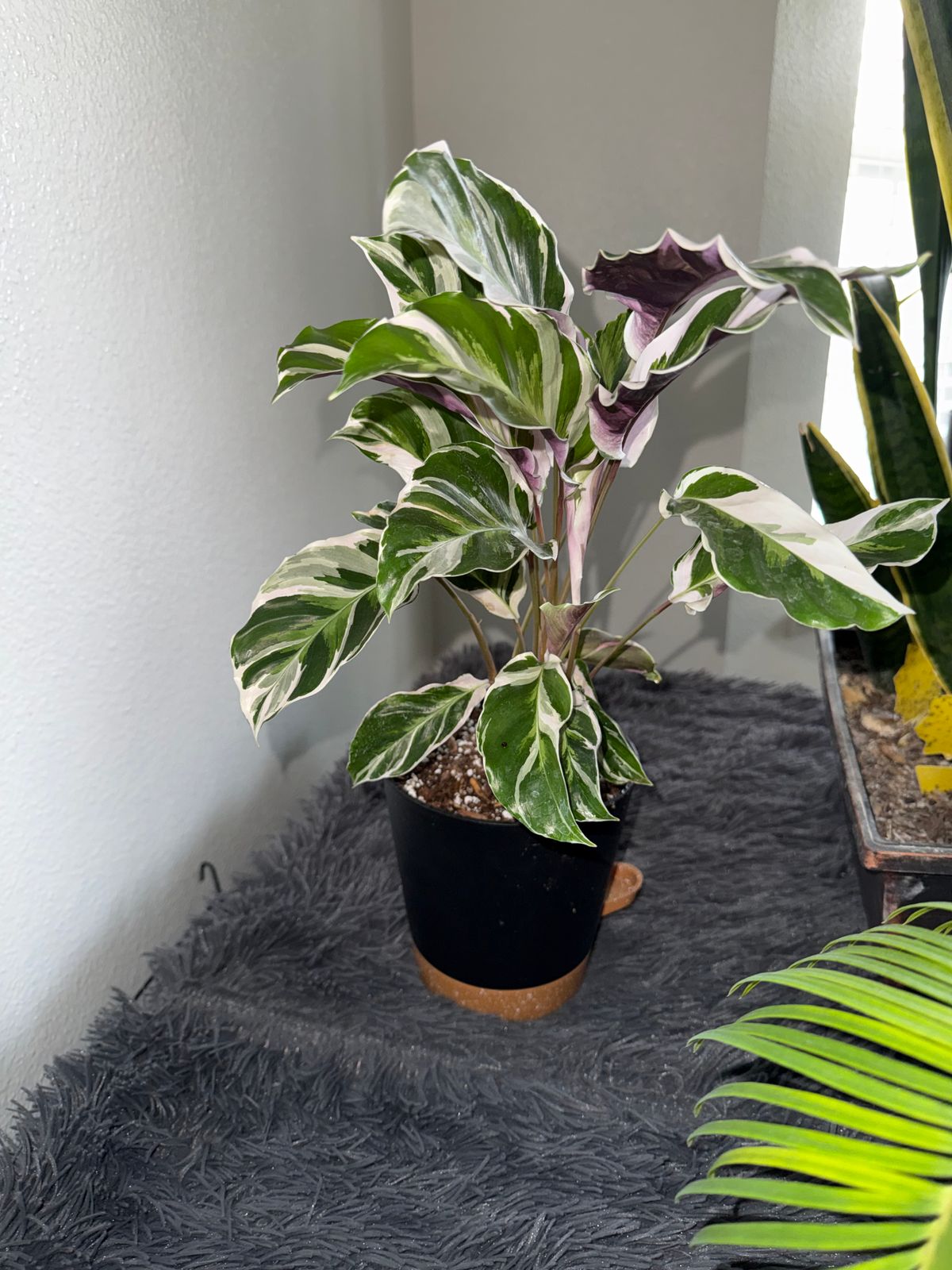 amoena plant Buy Dieffenbachia Amoena(Dieffenbachia tropic snow Dumb cane) main image 1