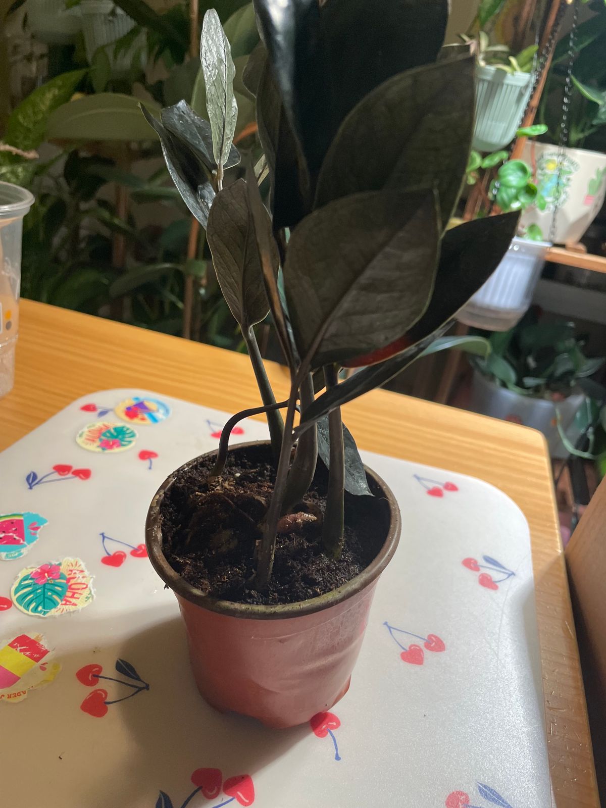 rank for pothos Golden Pothos Plant Care - How to Grow Epipremnum aureum main image 1