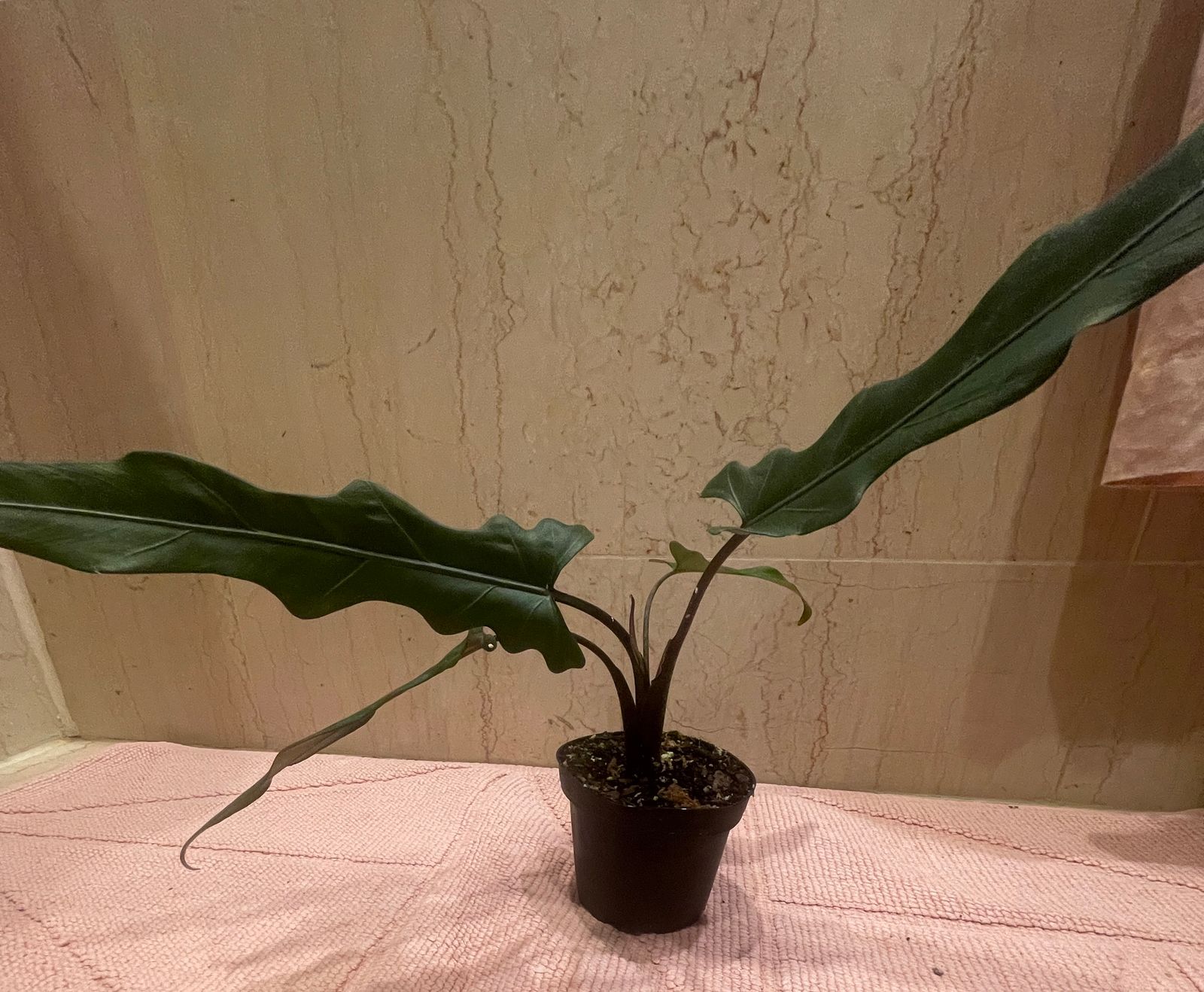 4" Alocasia Lauterbachiana 'Purple Sword' - BWH Plant Co.