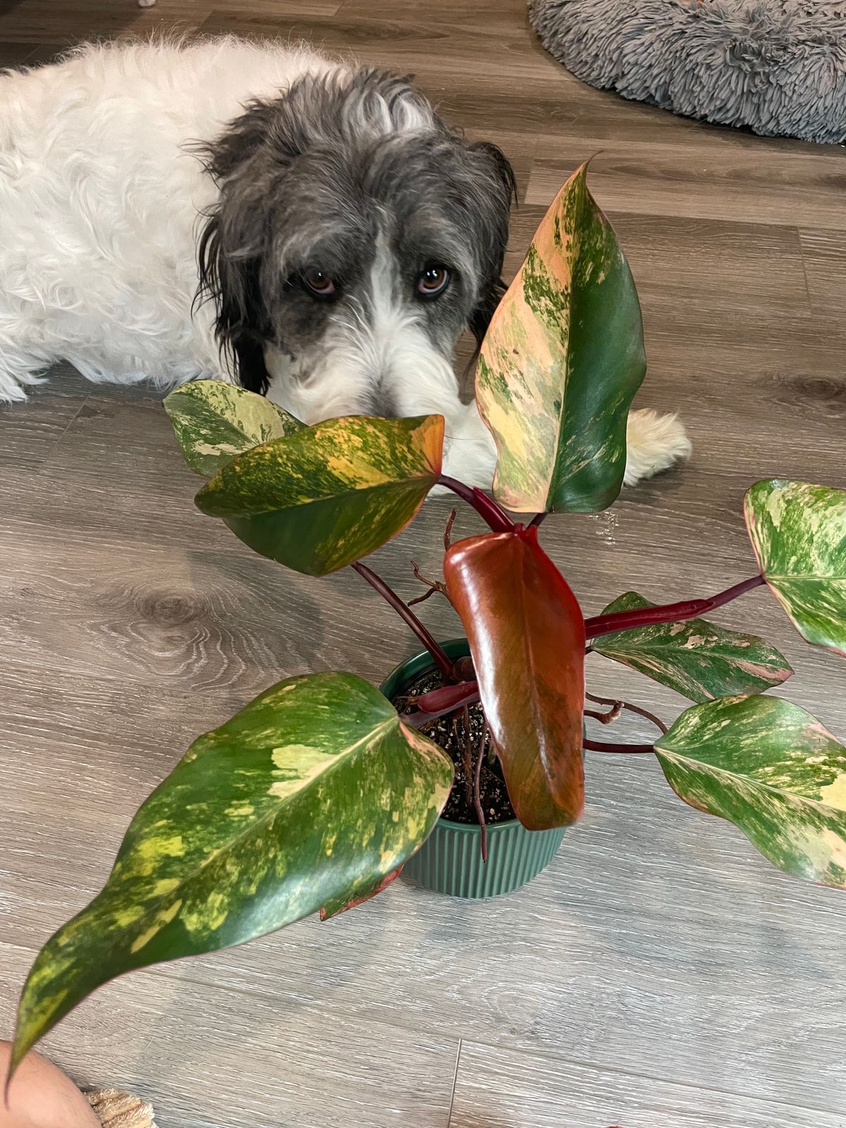 4" Philodendron 'Strawberry Shake'  BWH Plant Co