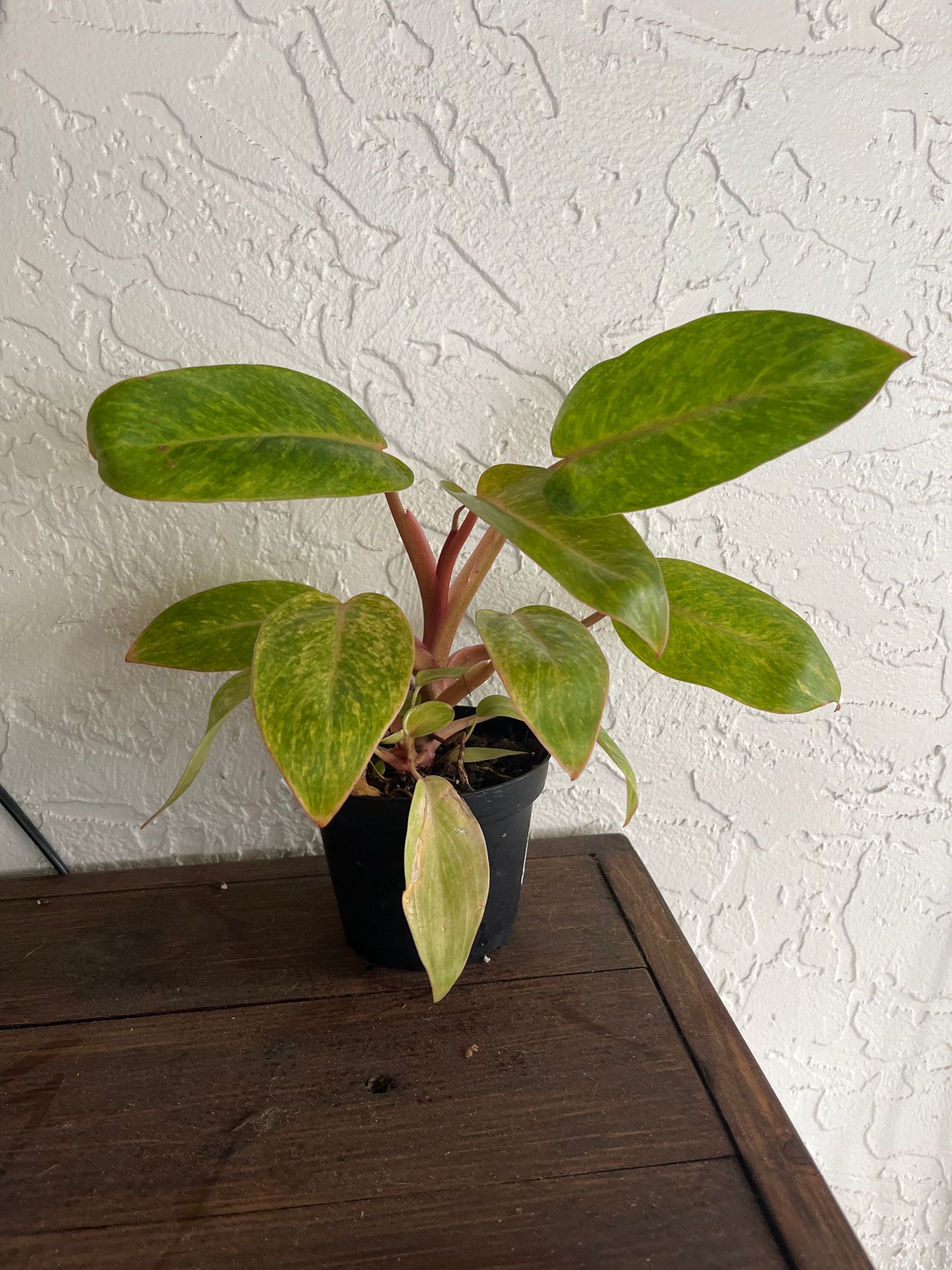 where to buy snake plant near me SNAKE PLANT SANSEVIERIA main image 0