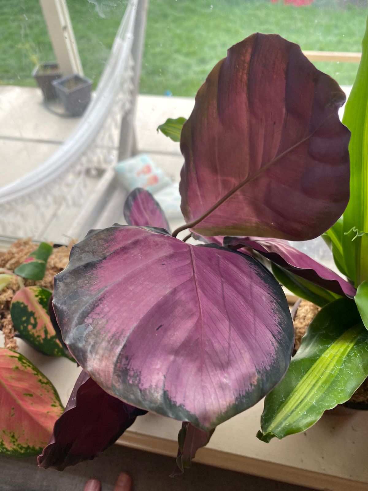 calathea maranta Maranta Kerchoveana | Green Prayer Plant | 4