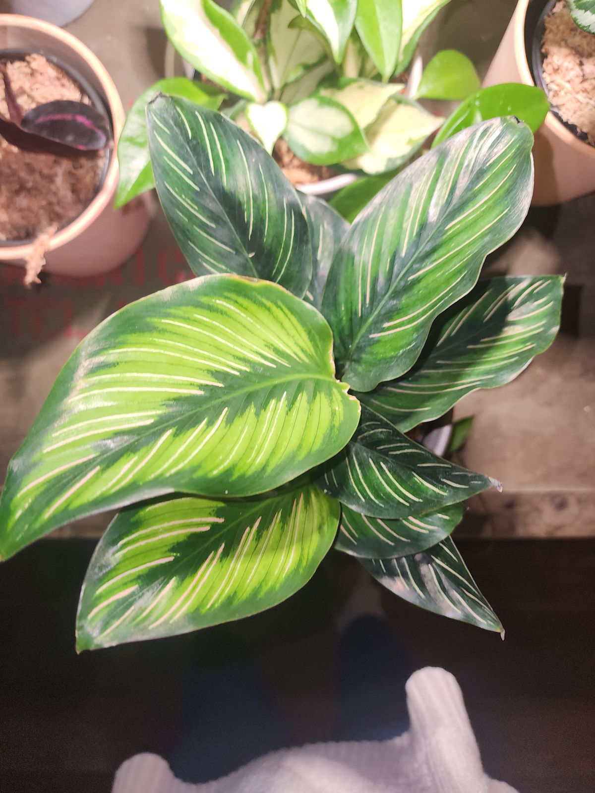 4" Calathea 'Beauty Star' - BWH Plant Co.