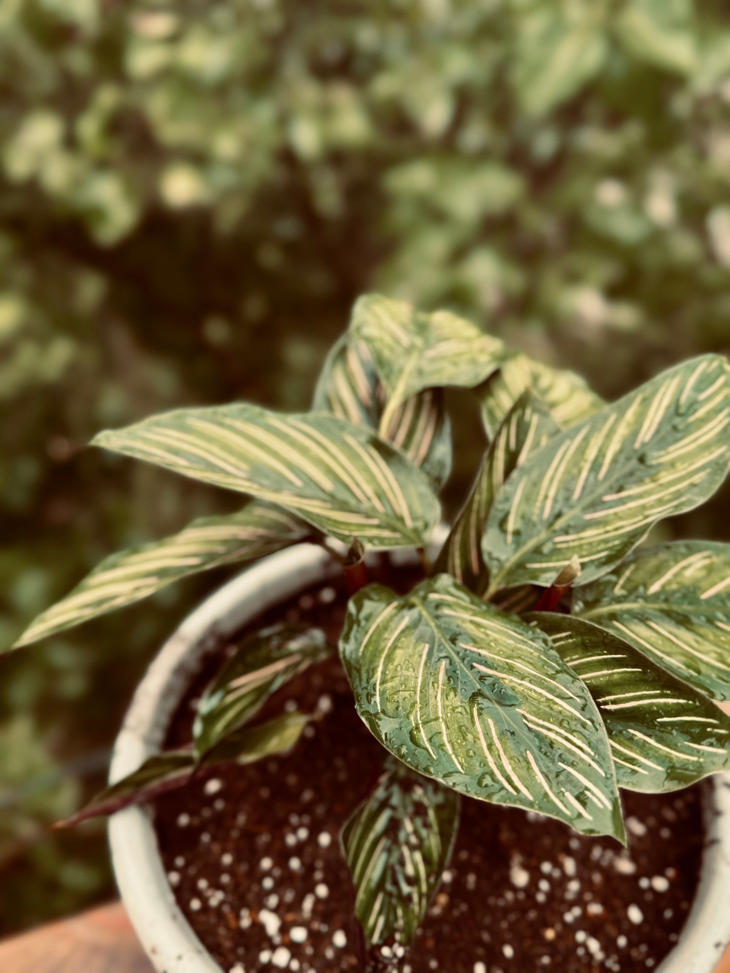 calathea leopardina standort Calathea Leopardina