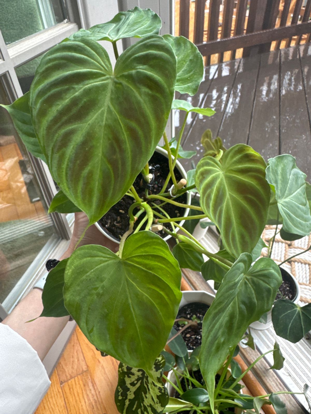 4" Philodendron 'Verrucosum'  BWH Plant Co