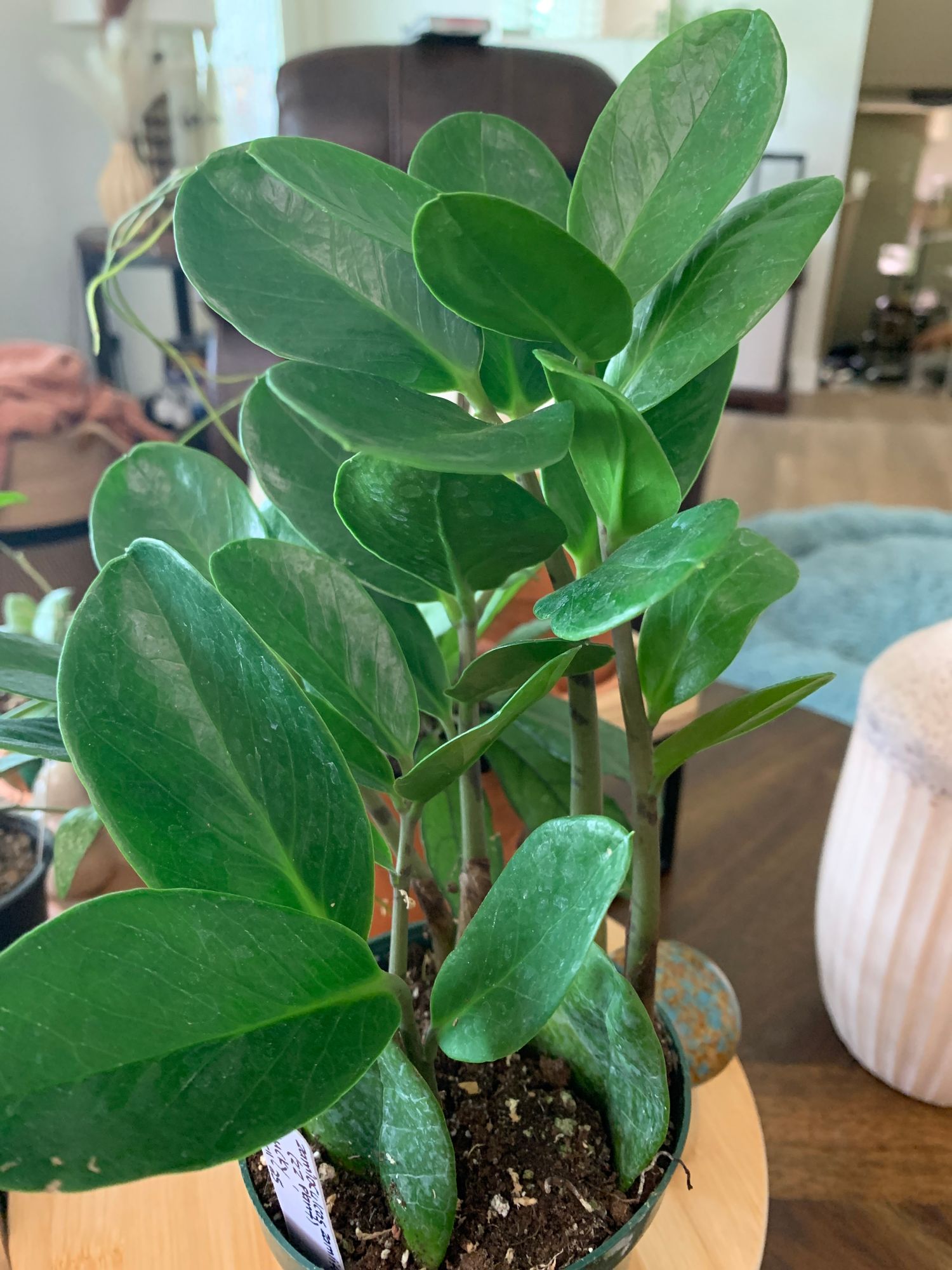 4" Zamioculcas Zamiifolia 'Lucky'  BWH Plant Co