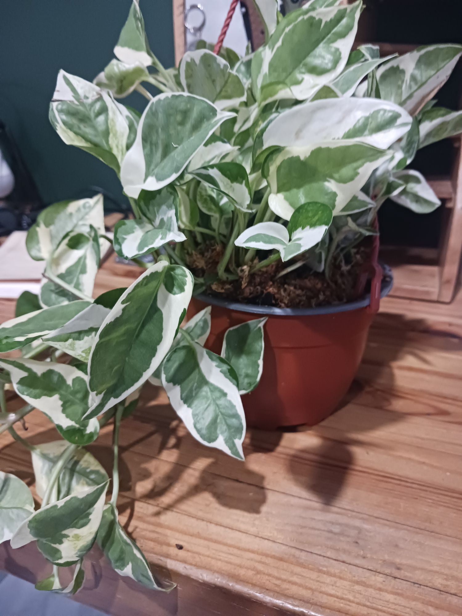 6" Pothos 'Pearls and Jade' (Hanging Basket)  BWH Plant Co