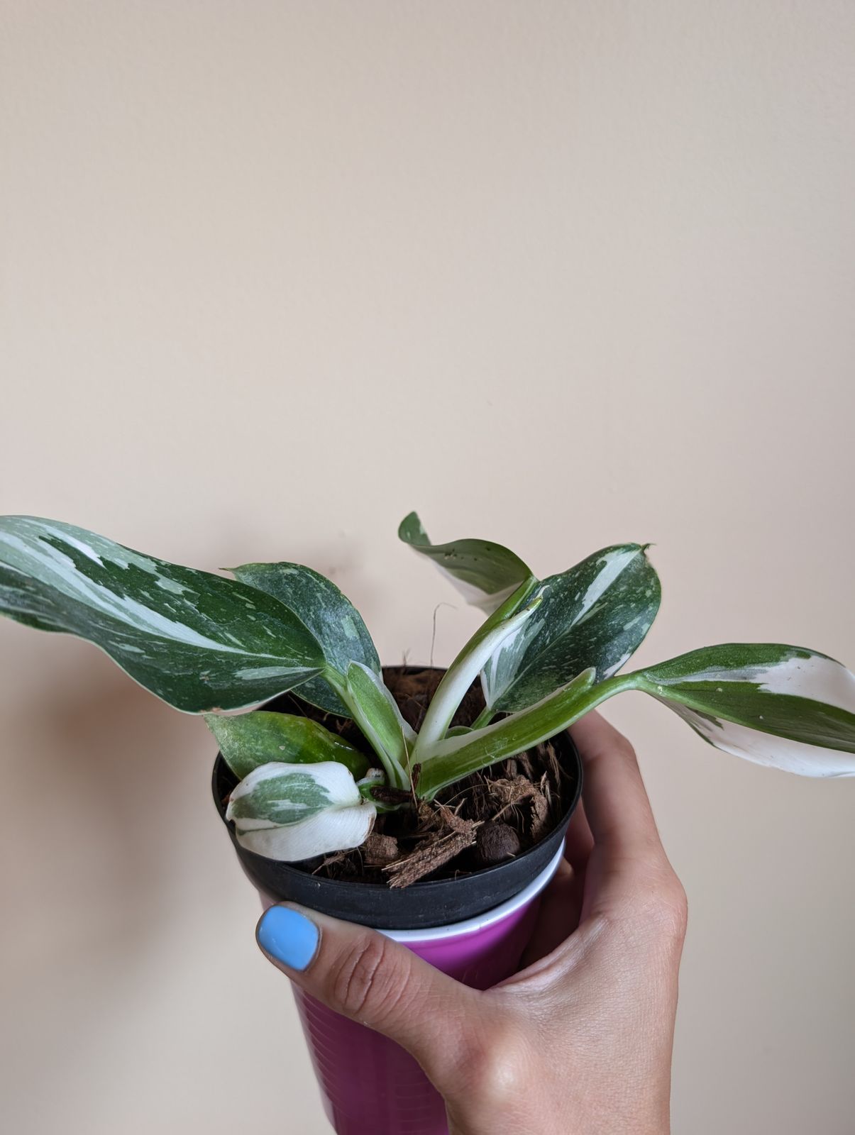 4" Philodendron 'White Wizard'  BWH Plant Co