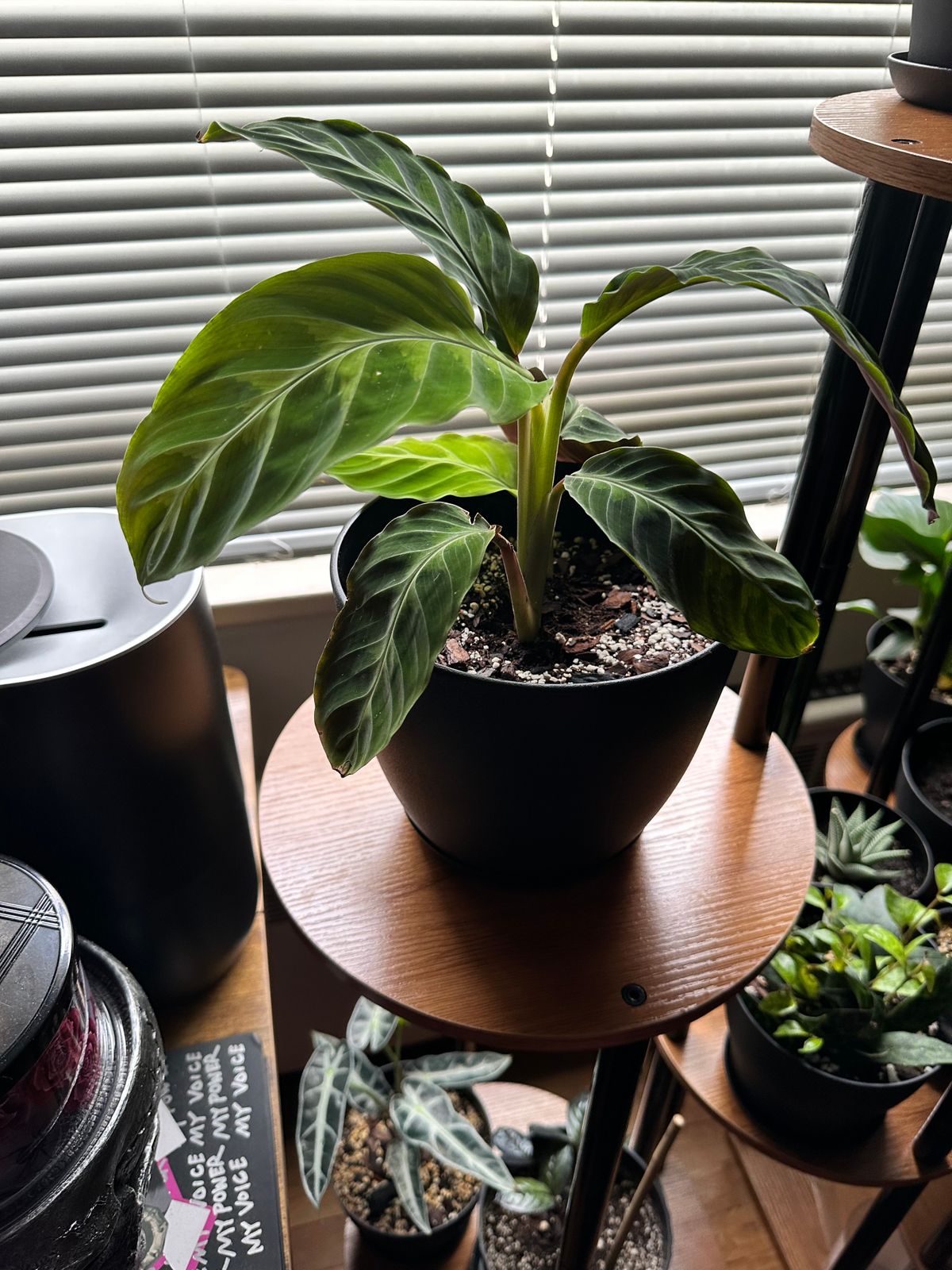 4" Calathea 'Jungle Velvet'  BWH Plant Co