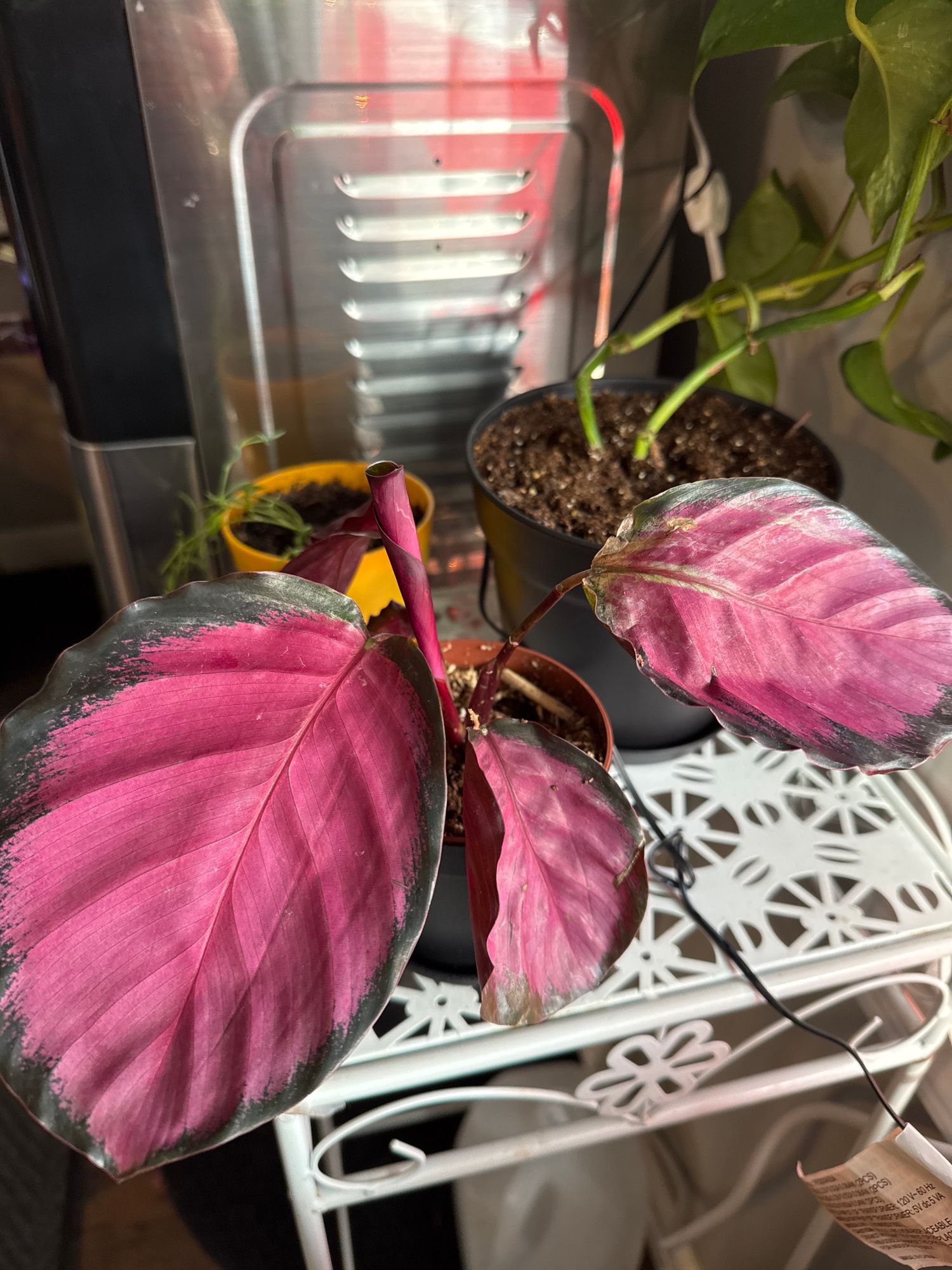 4" Calathea 'Rosy'  BWH Plant Co