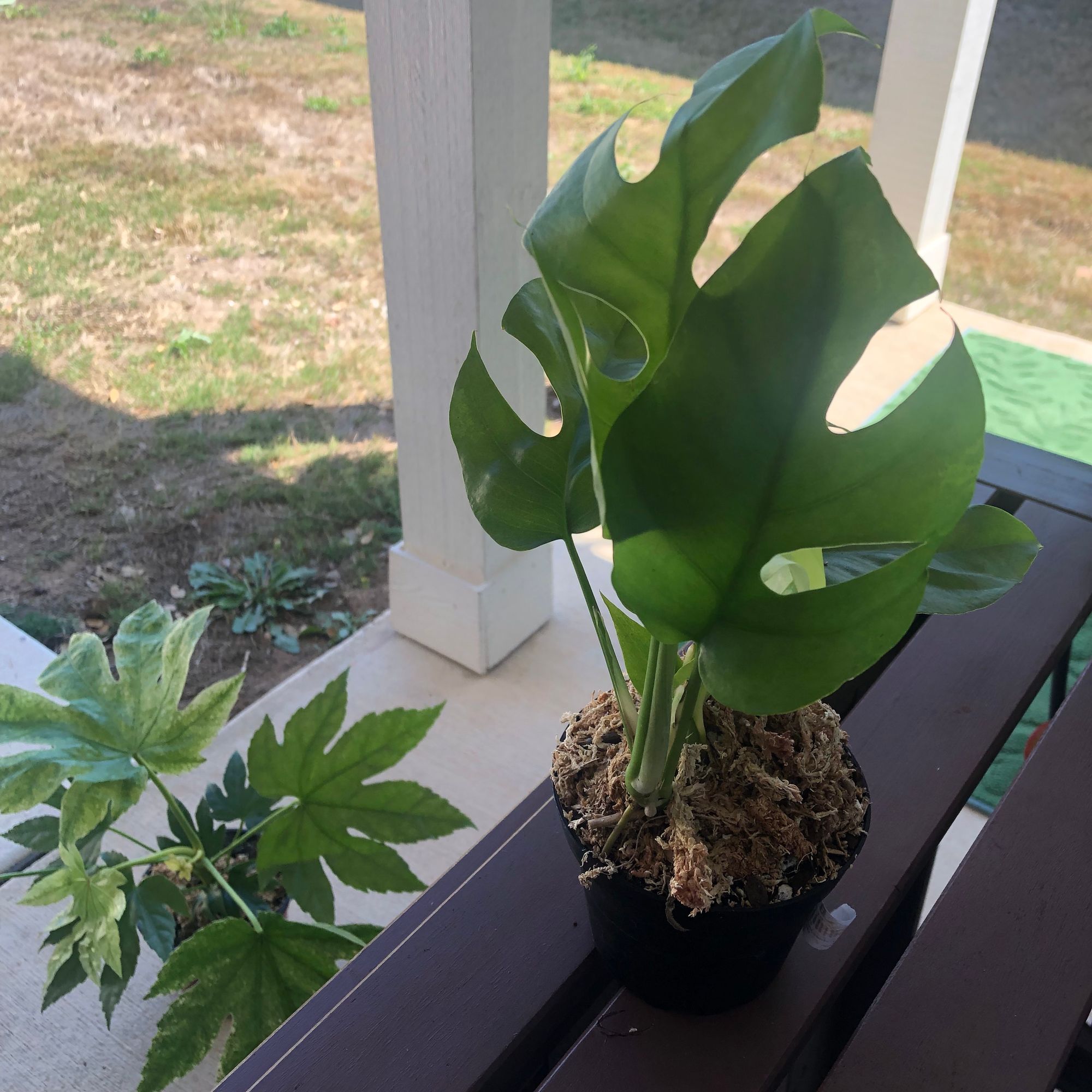 4" Rhaphidophora Tetrasperma 'Mini Monstera'  BWH Plant Co