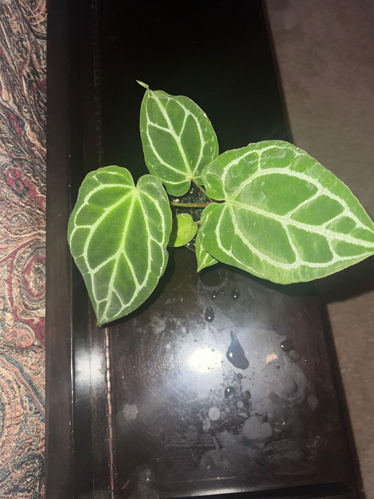 4" Anthurium 'Crystallinum'  BWH Plant Co
