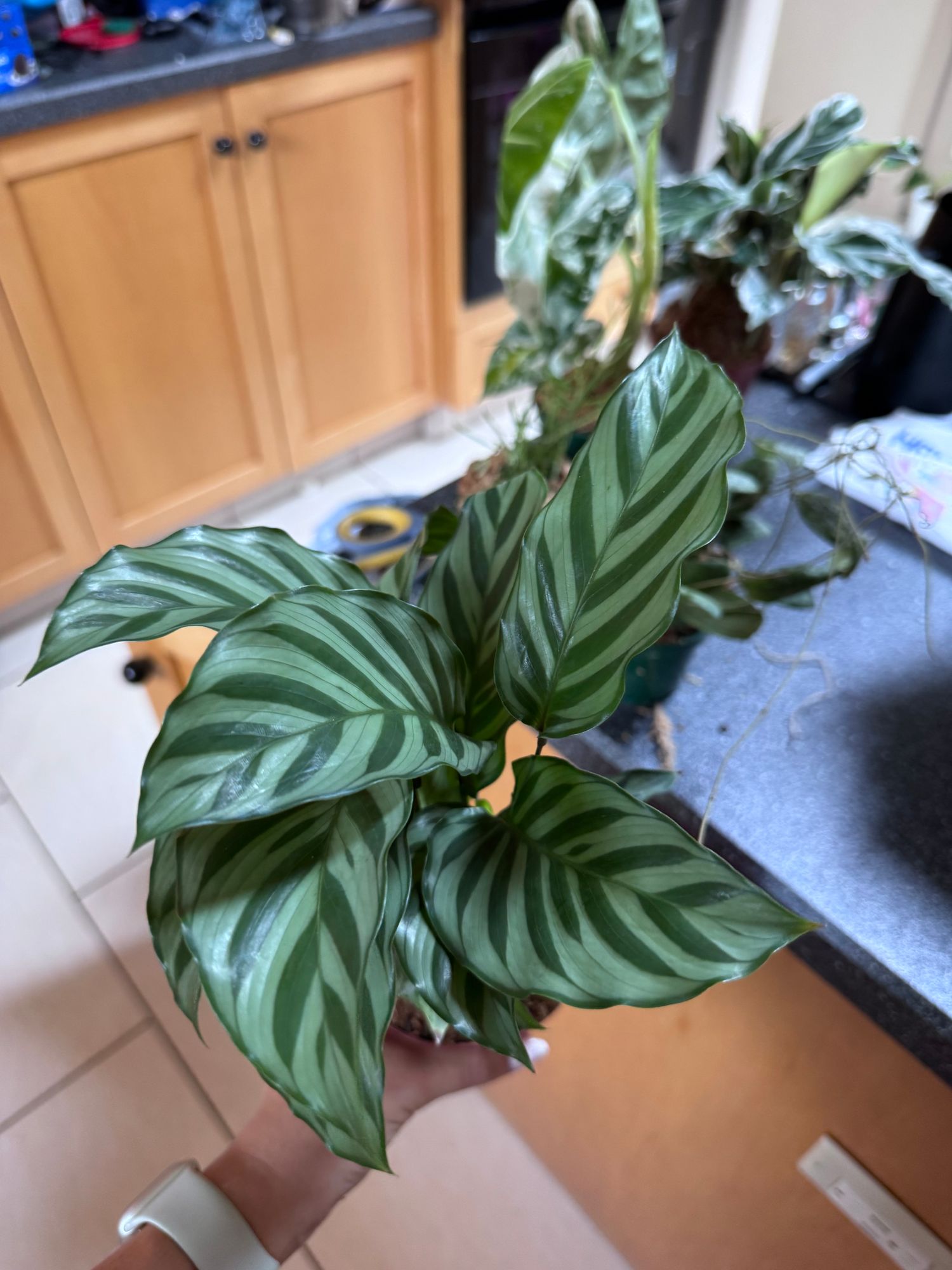 goldene efeutute kaufen Epipremnum pinnatum (Efeutute) (S) kaufen