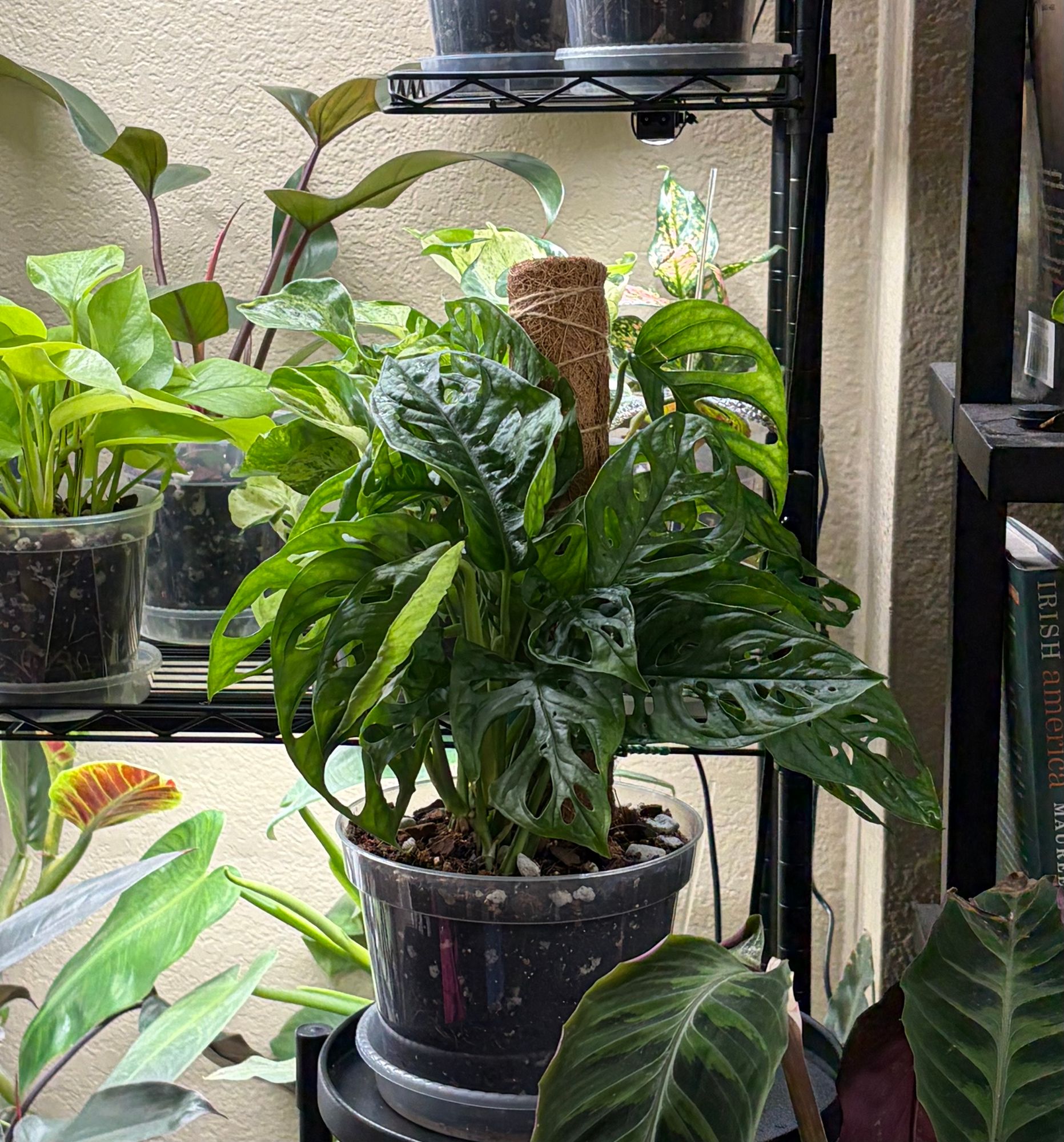 ikea monstera pflanze Monstera Deliciosa Fensterblatt Zimmerpflanze 17cm 55cm kaufen main image 1