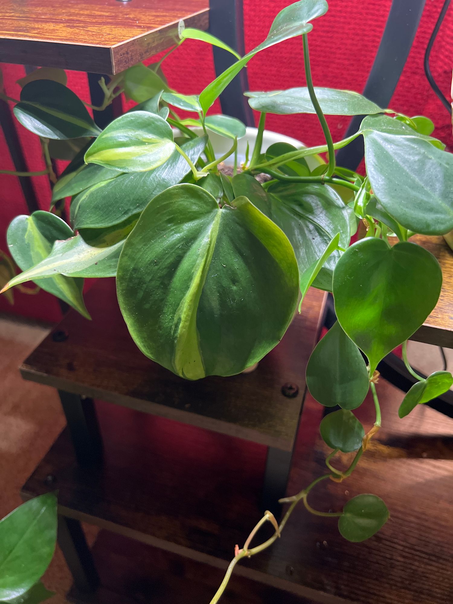 4" Philodendron 'Silver Stripe'  BWH Plant Co