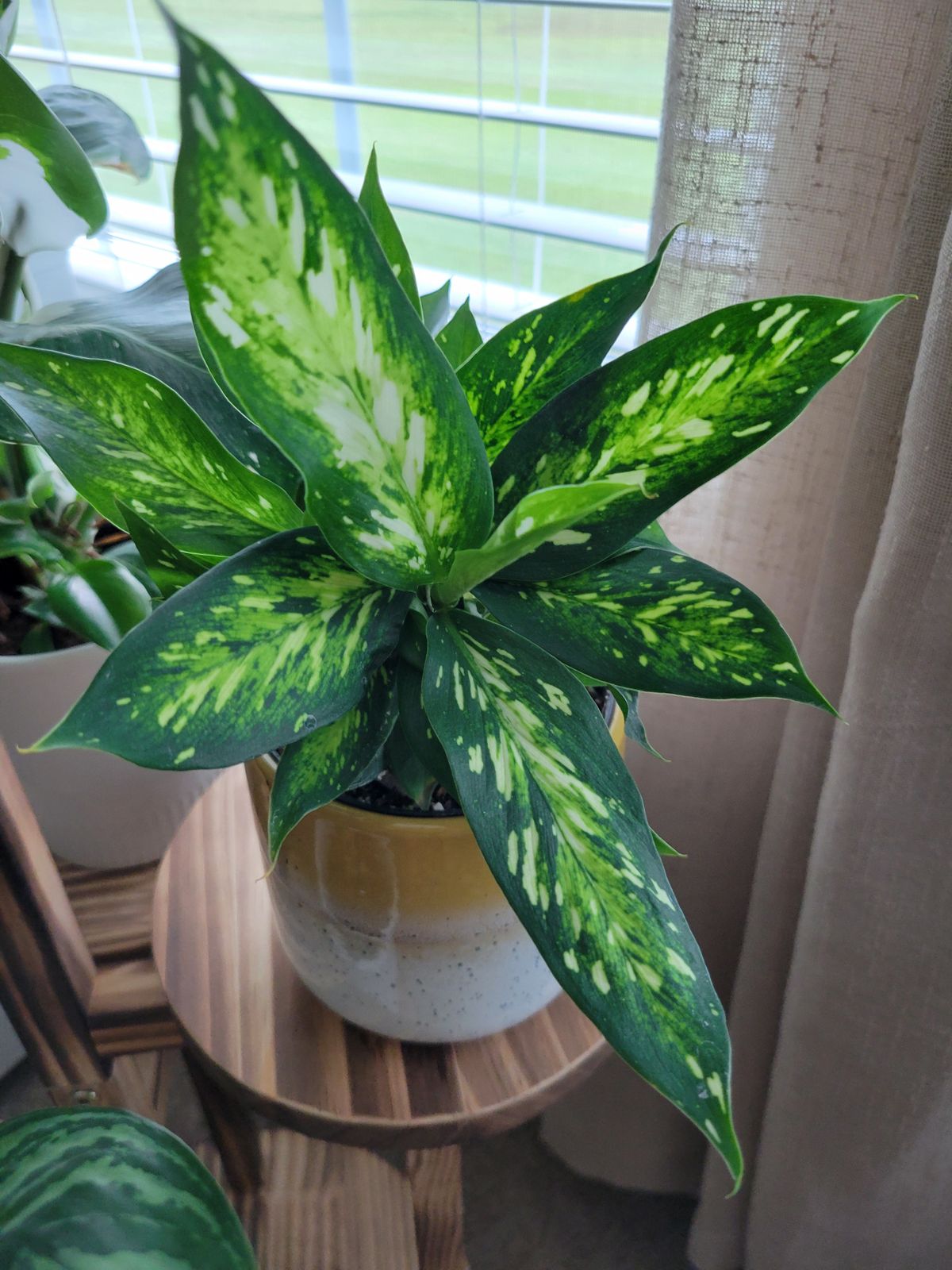 4" Dieffenbachia 'Starbright'  BWH Plant Co