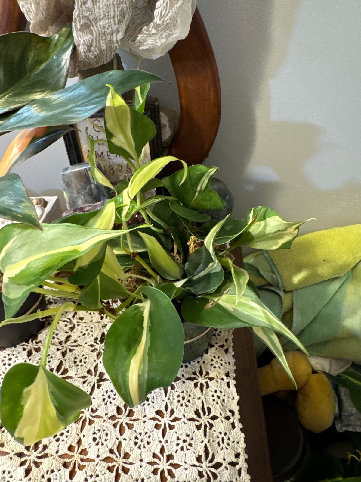 philodendron gloriosum variegata Philodendron Gloriosum Dark Form Variegata main image 1