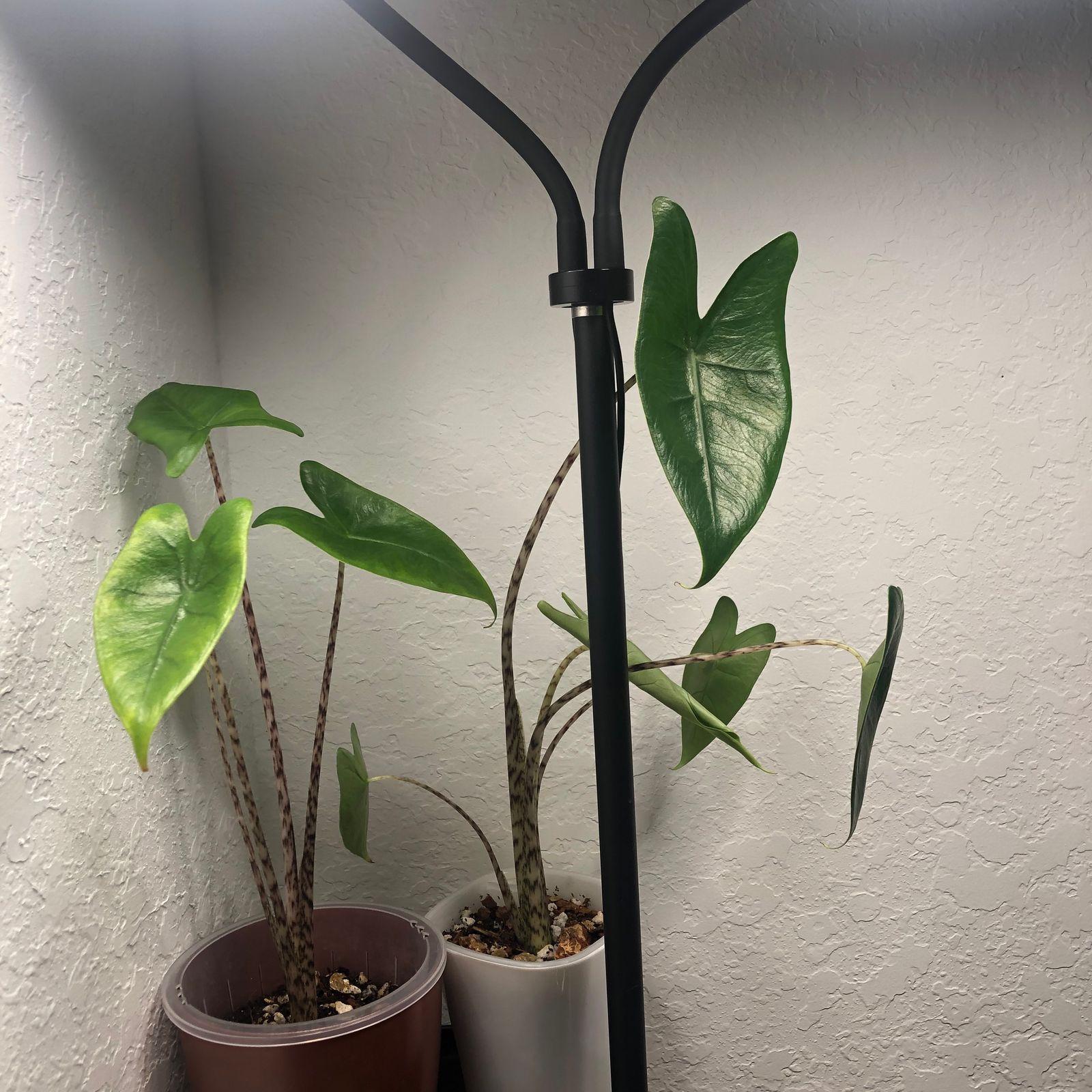 4" Alocasia 'Zebrina' - BWH Plant Co.