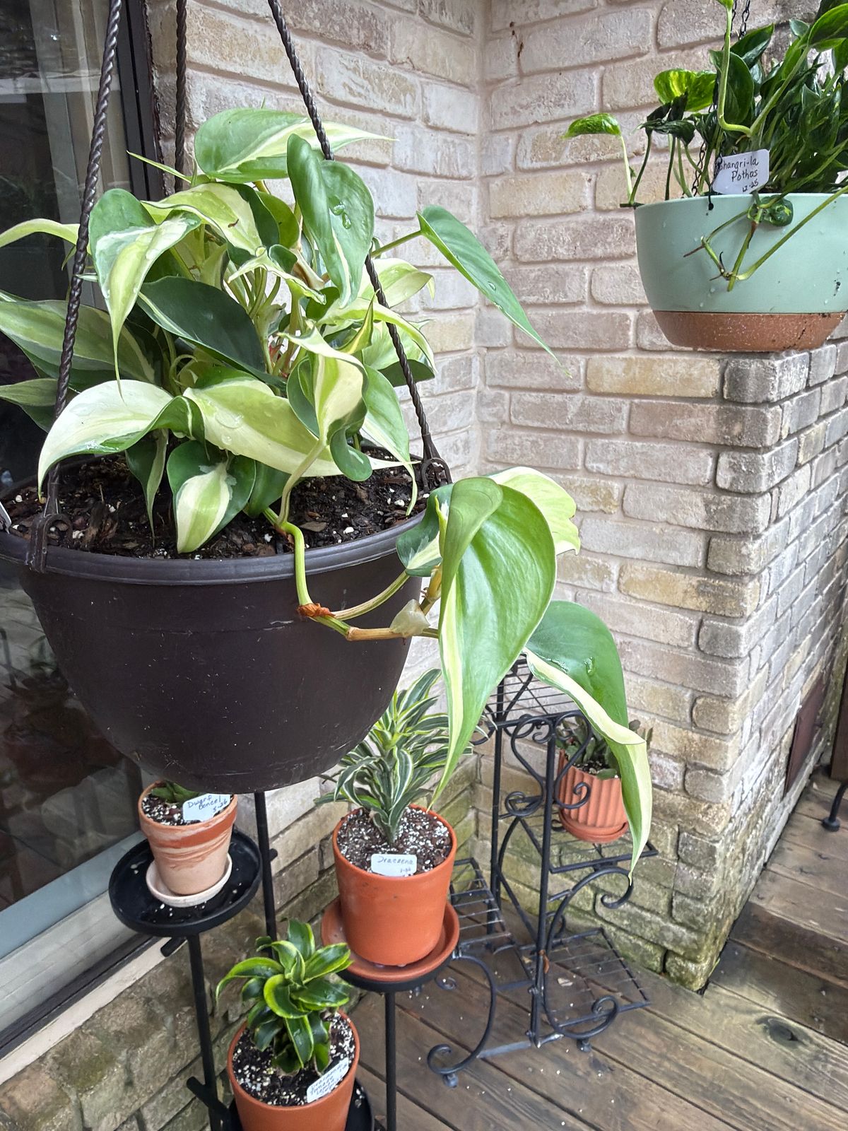 4" Philodendron 'Silver Stripe'  BWH Plant Co