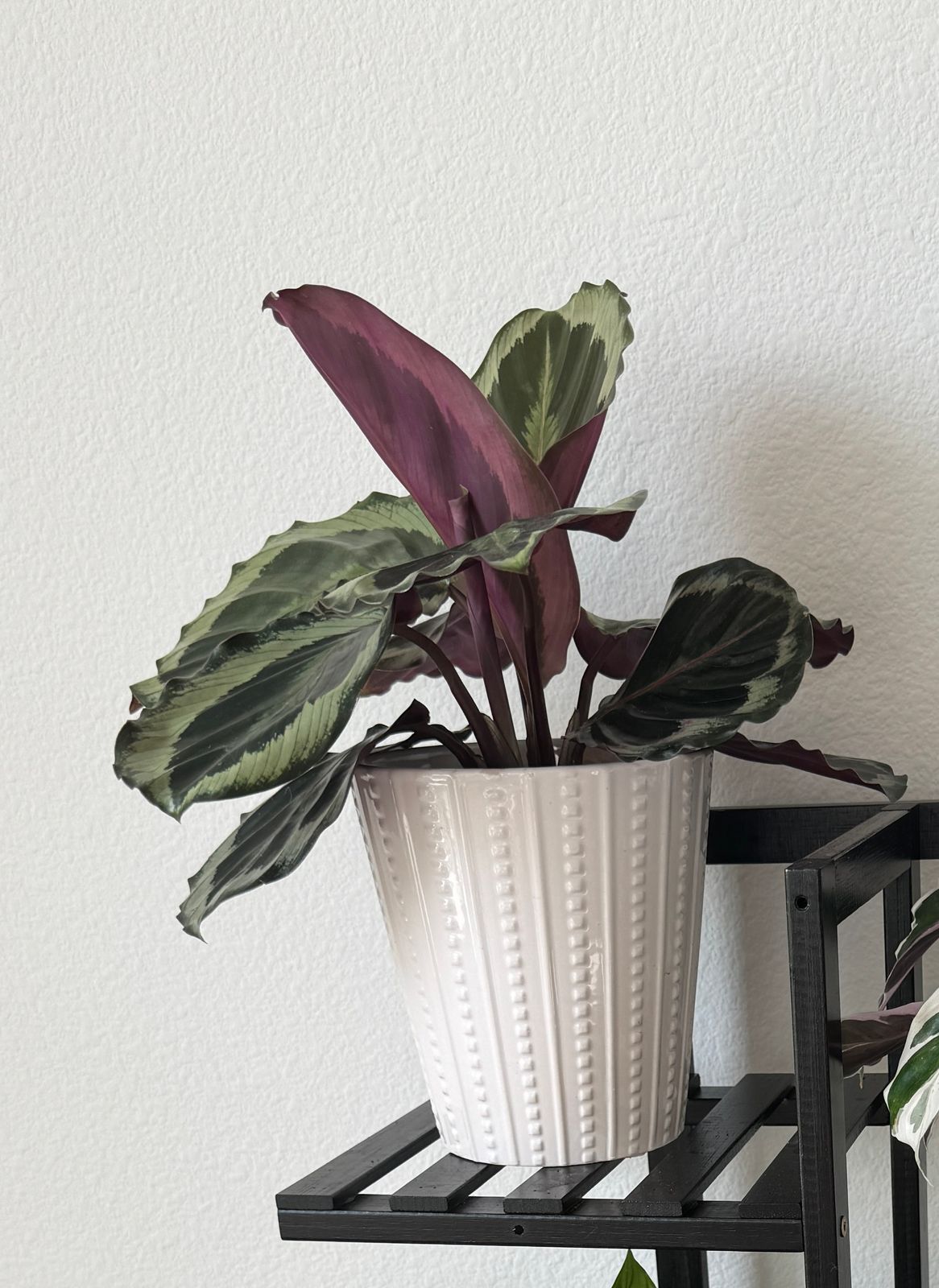 dracaena zimmerpflanze pflege Tipps zur Pflege deiner Pflanze : Dracaena Marginata – PflanzenFuerAlle main image 0