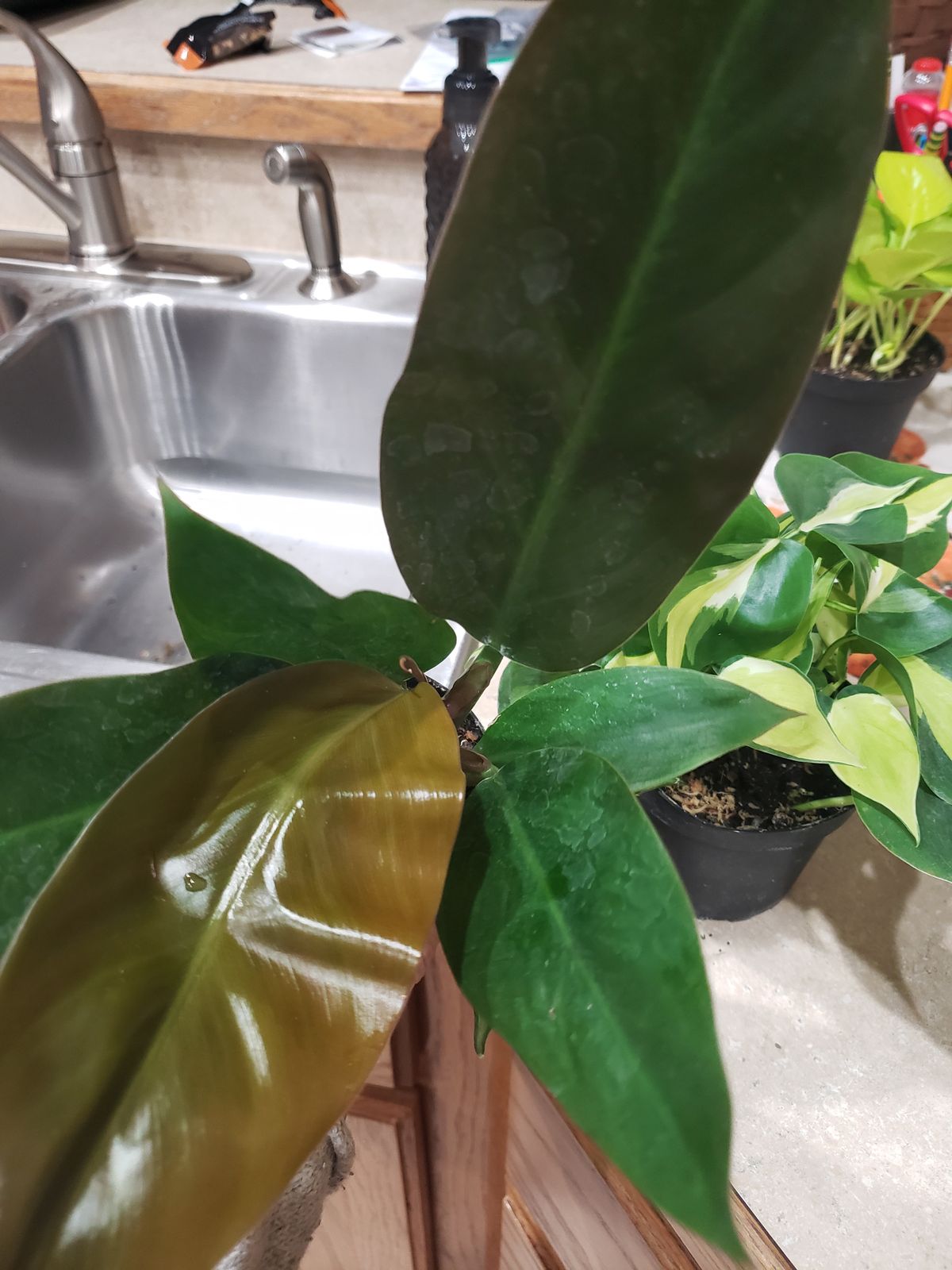 hebe plant Coed Hebe