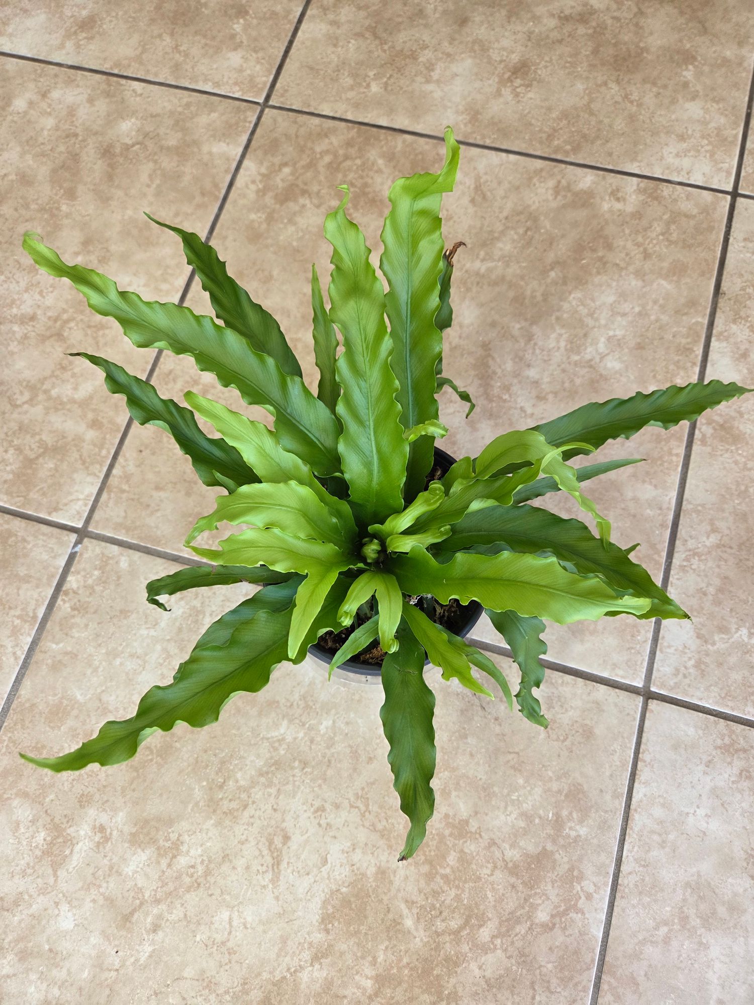 tall indoor plant low light 60W LED Full Spectrum Indoor Plant Light