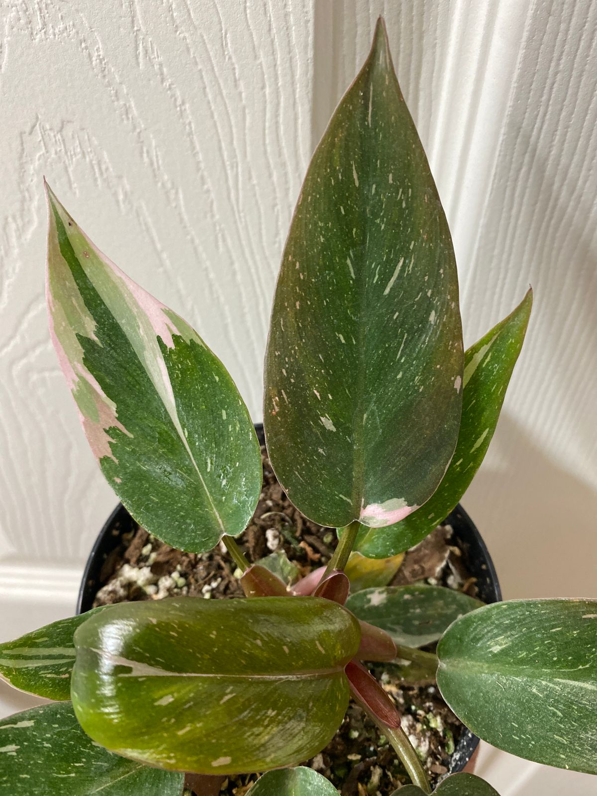 amazon sunset philodendron Philodendron Verrucosum 'Amazon Sunset' – Foliage Dreams
