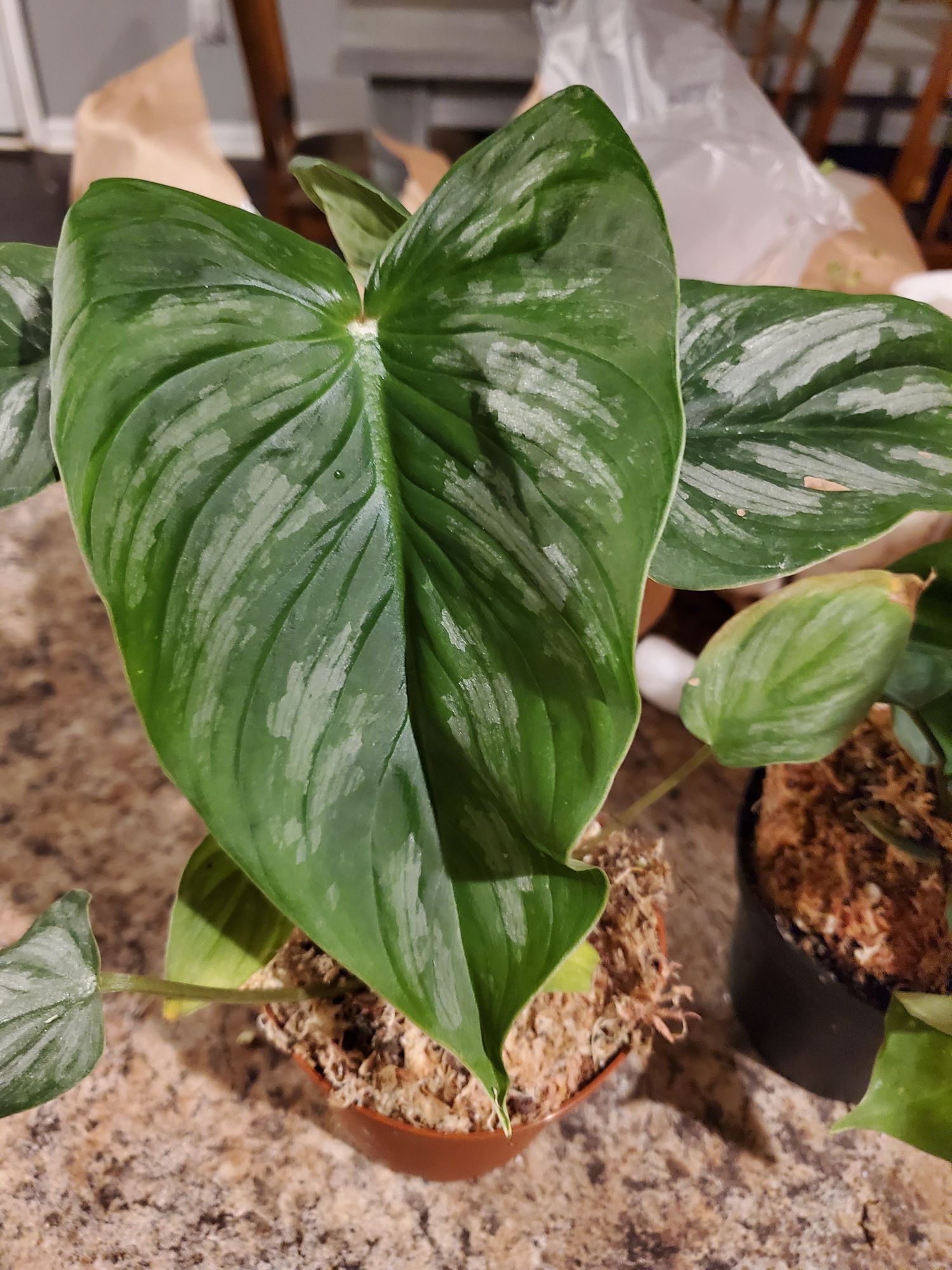 ancho pepper plant Ancho/Poblano Chile Pepper Botanical Interests Seeds main image 1