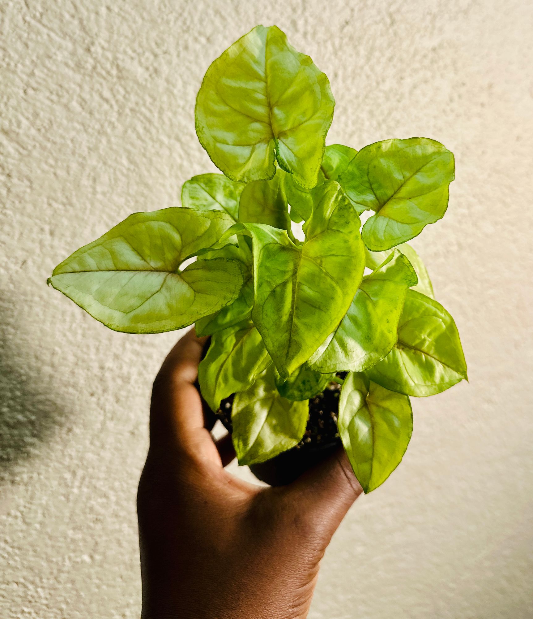 green amaranth plant 300 Green Thumb Dwarf Green Amaranthus Flower Seeds  New Hill Farms