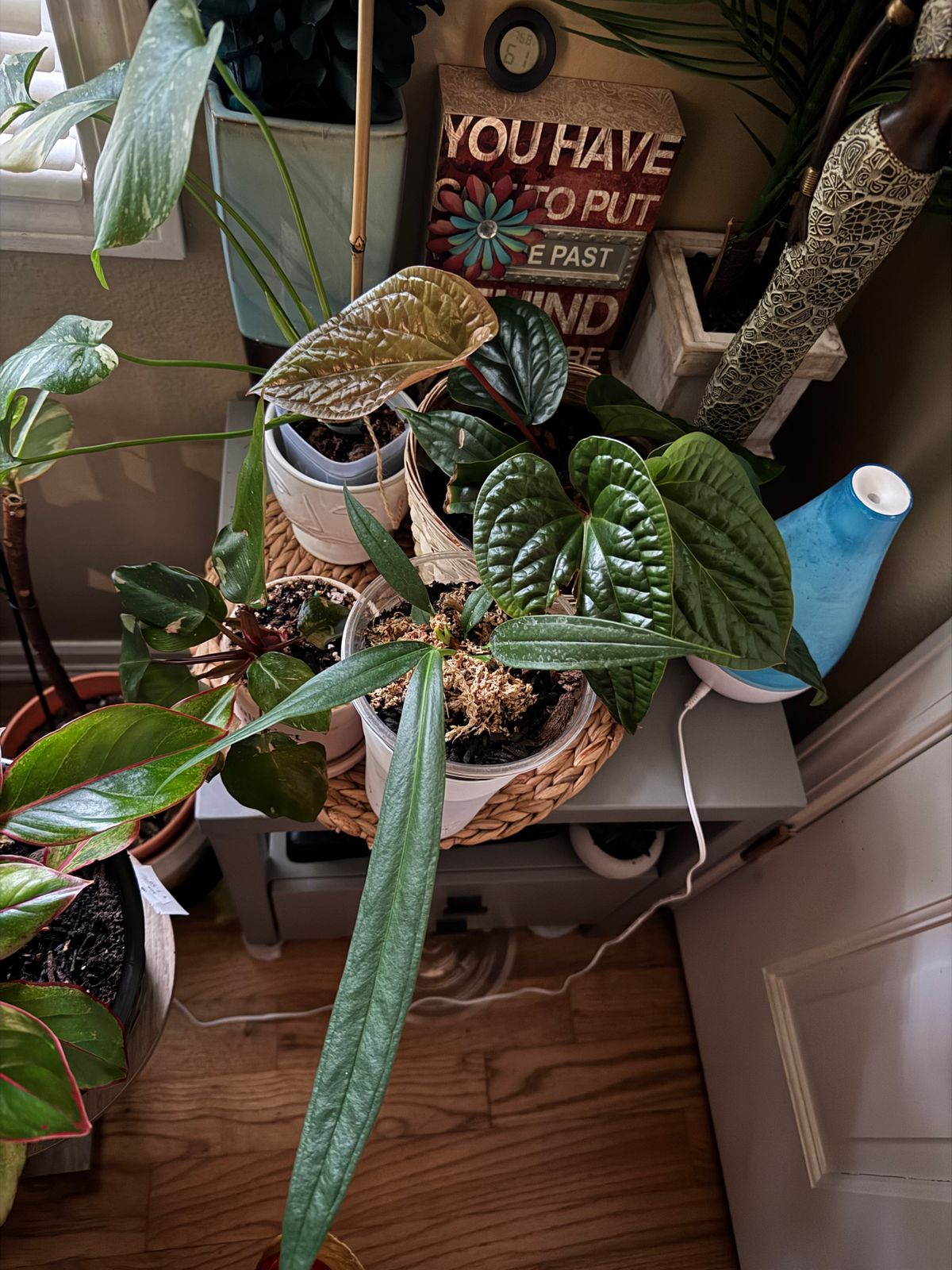4" Anthurium 'Bakeri'  BWH Plant Co