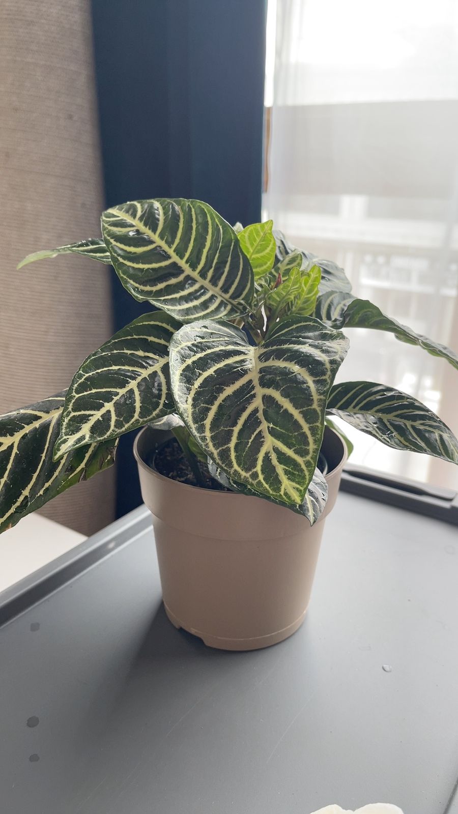 4" Aphelandra 'Zebra Plant'  BWH Plant Co