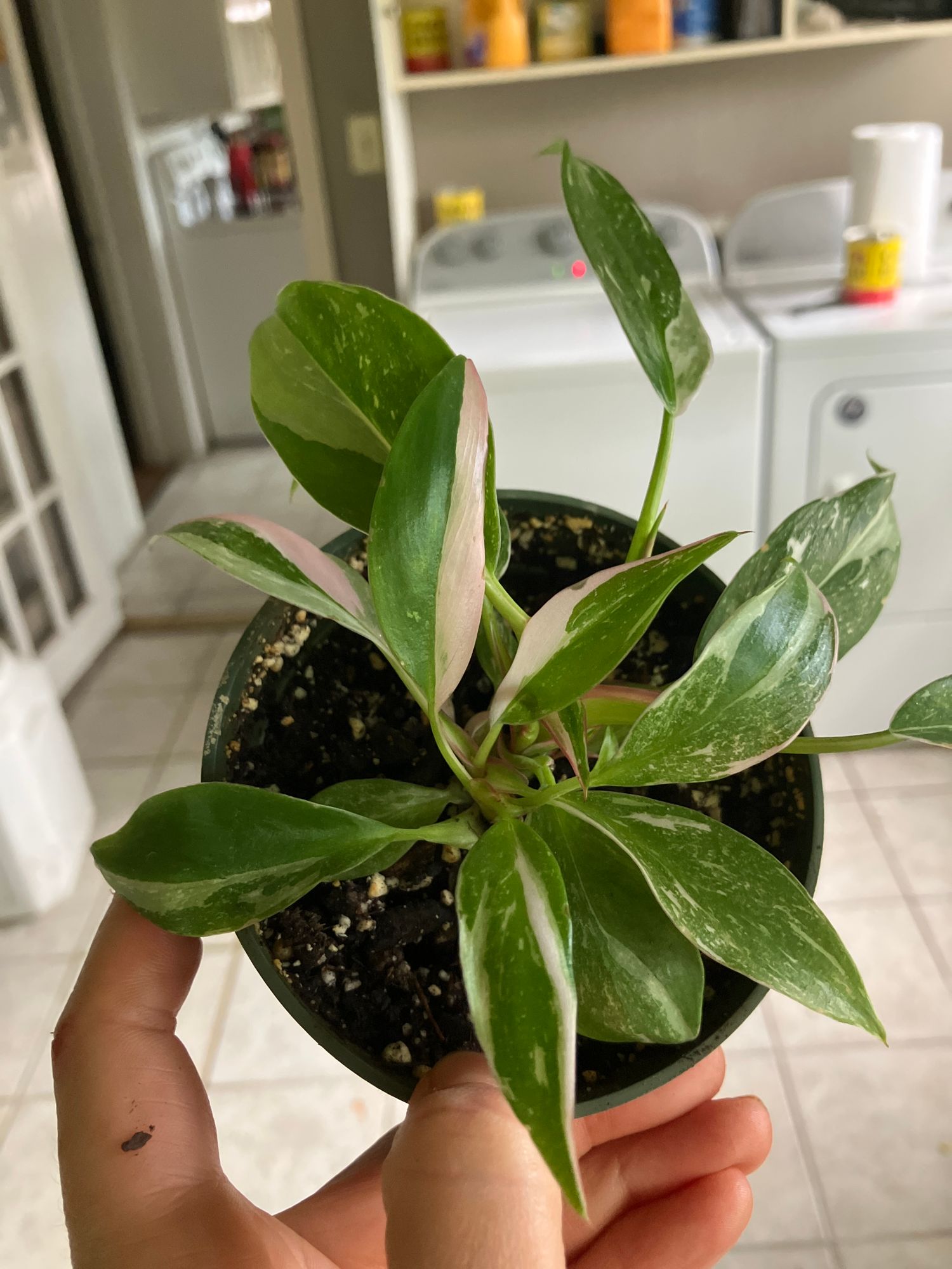 2" Philodendron 'White Princess'  BWH Plant Co