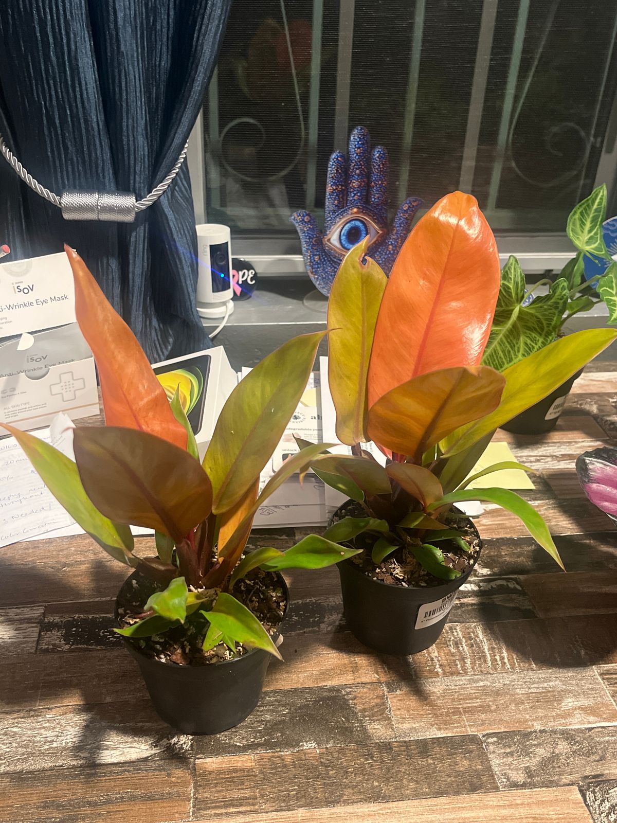 6" Philodendron 'Prince of Orange' - BWH Plant Co.