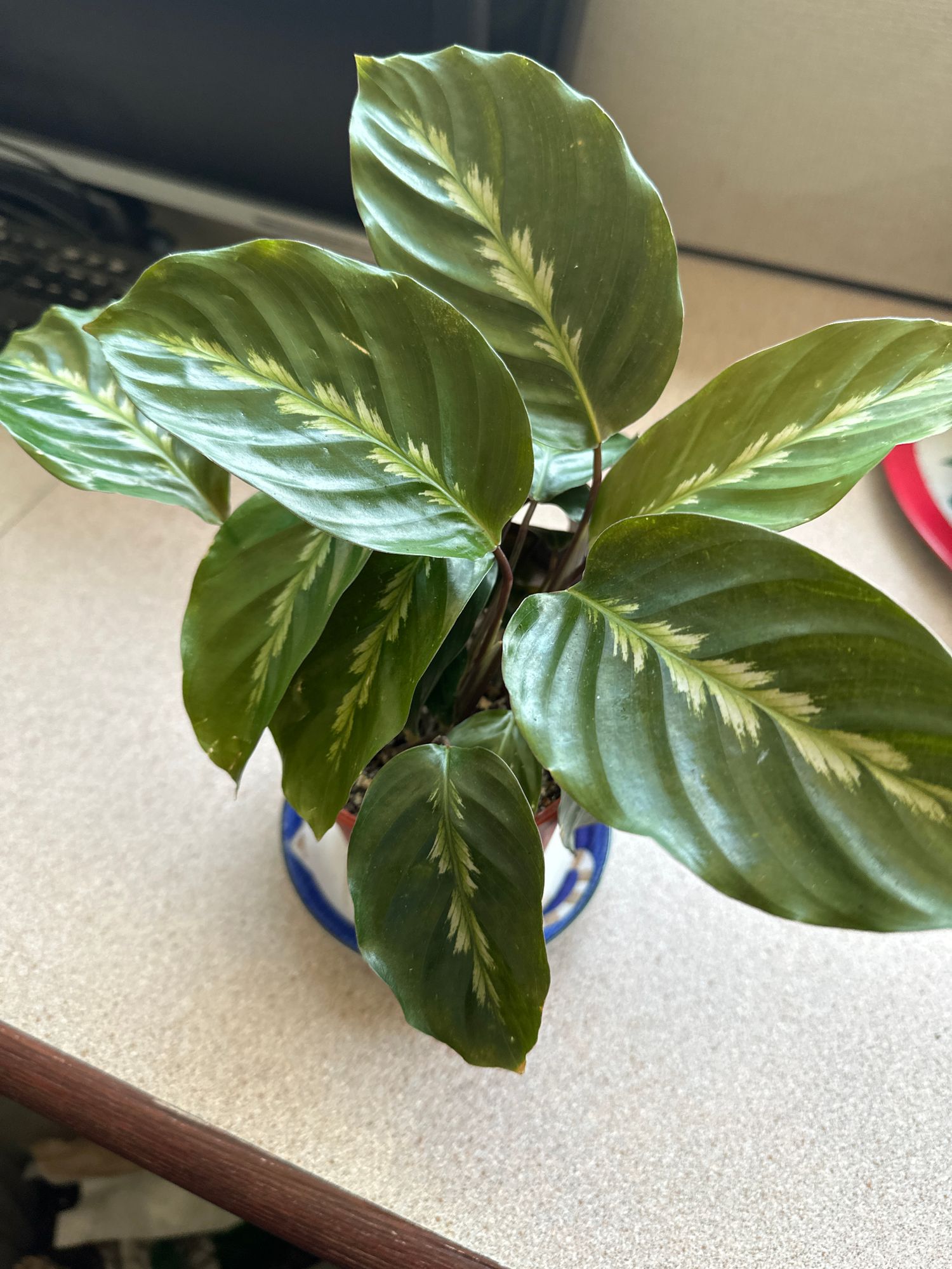 4" Calathea 'Maui Queen' - BWH Plant Co.