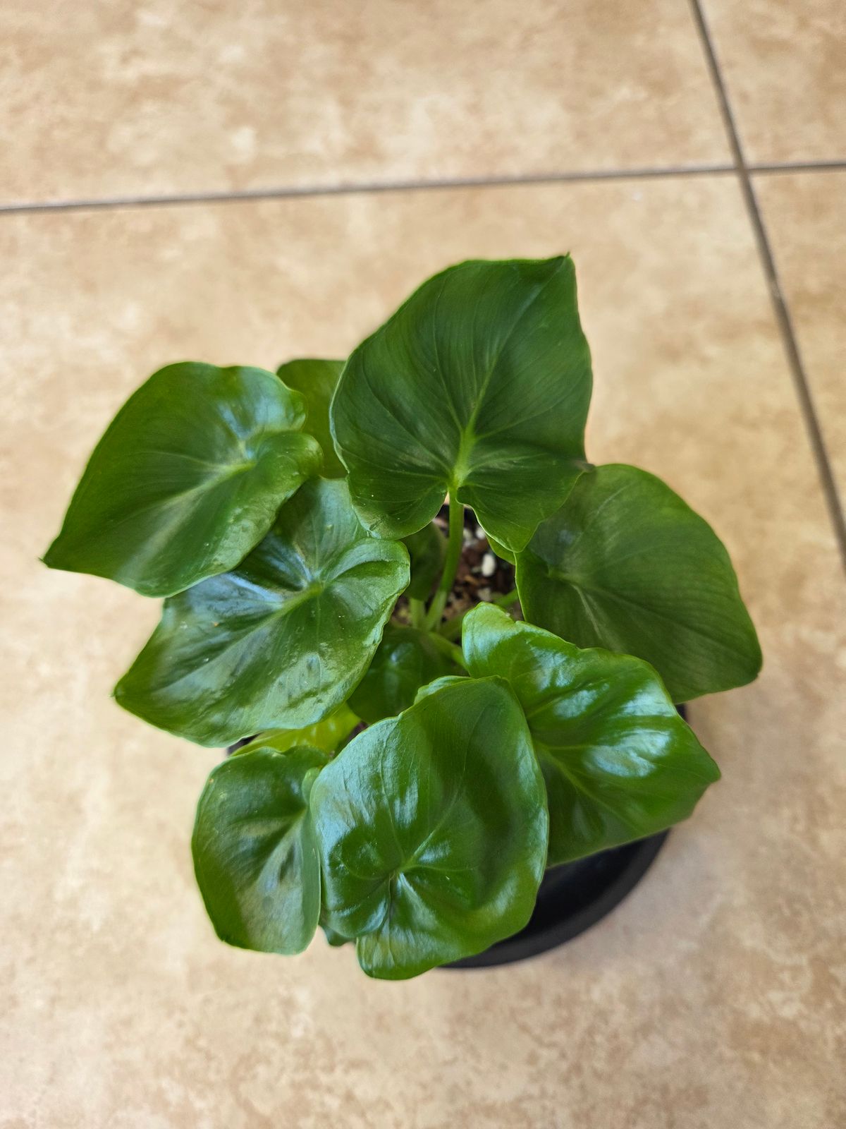 philodendron plowmanii vs mamei Philodendron Plowmanii 4