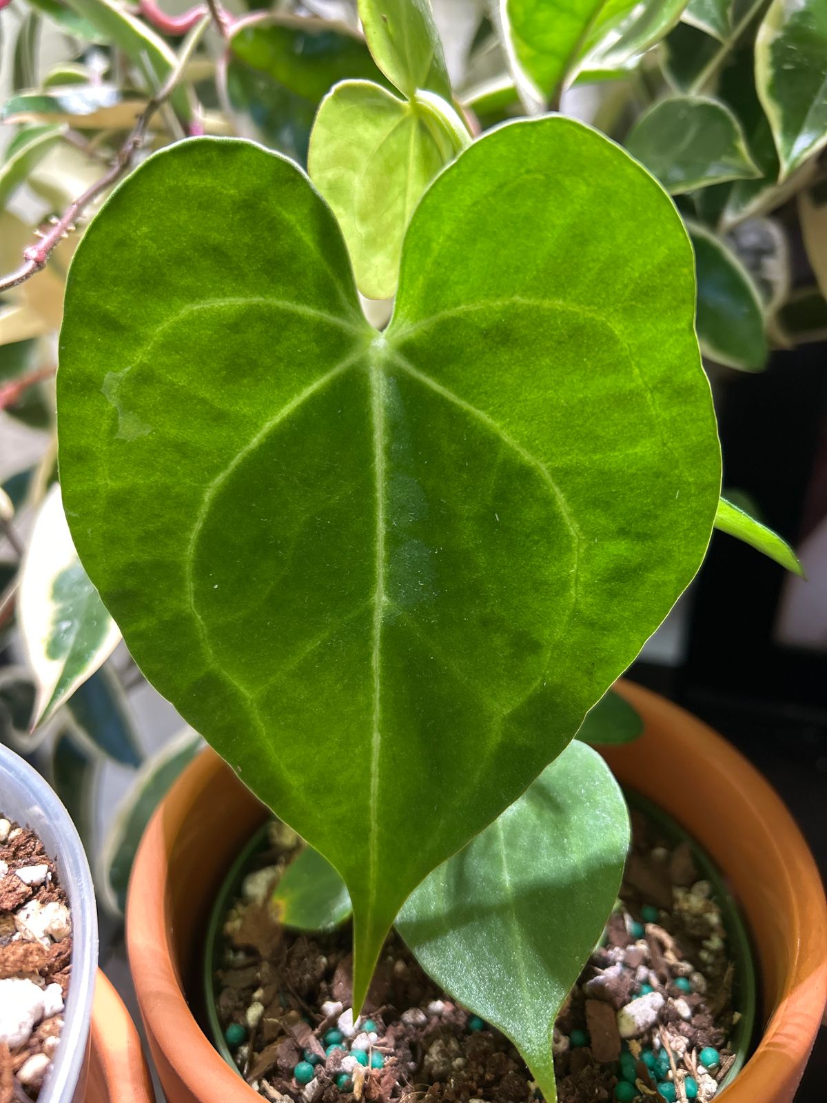 4" Anthurium 'Clarinervium Hybrid'  BWH Plant Co
