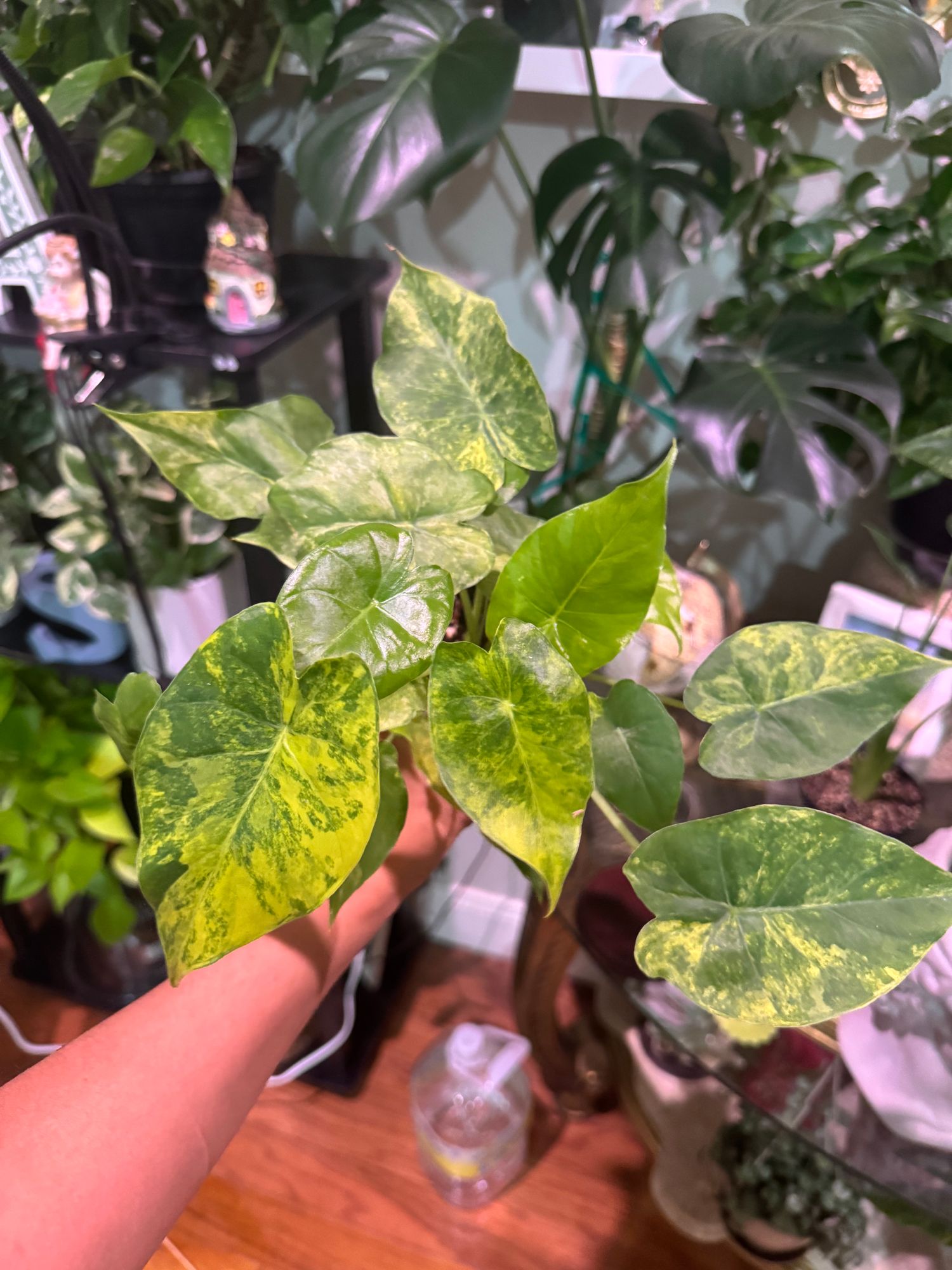 4" Alocasia 'Gageana Aurea'  BWH Plant Co