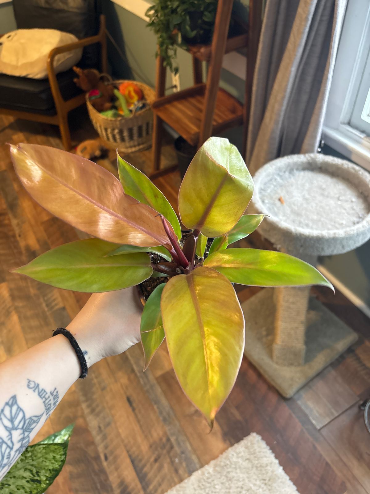 zebra monstera Zebra Calathea