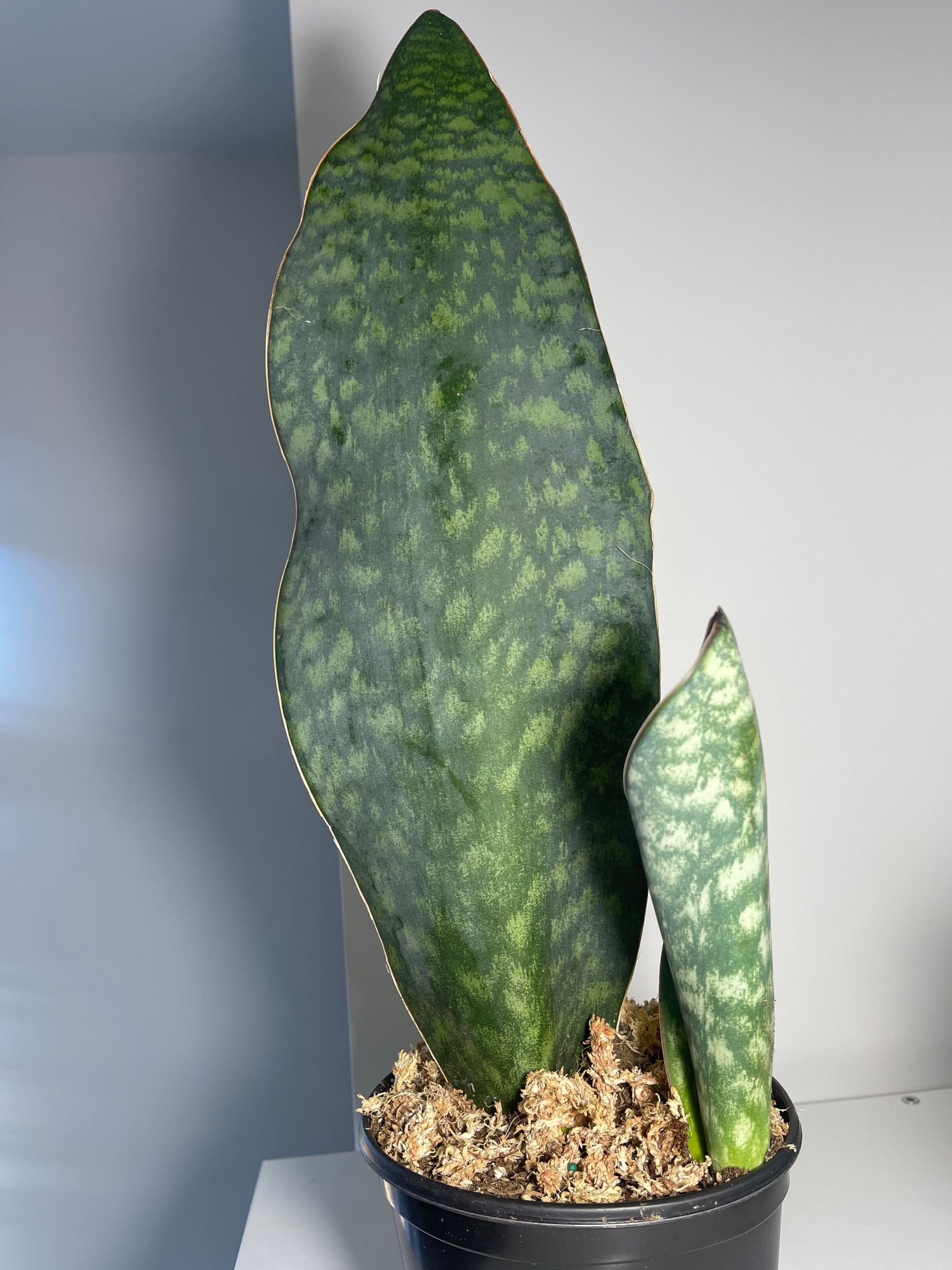sansevieria winter Sansevieria 'Silver Crown'