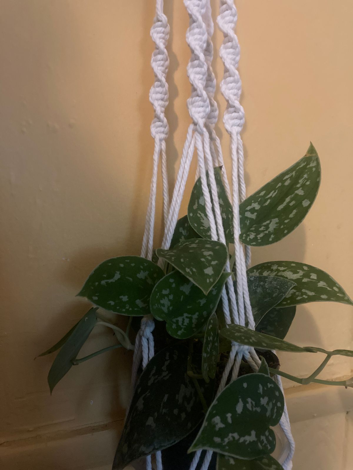 6" Scindapsus 'Silvery Ann' (Hanging Basket)  BWH Plant Co