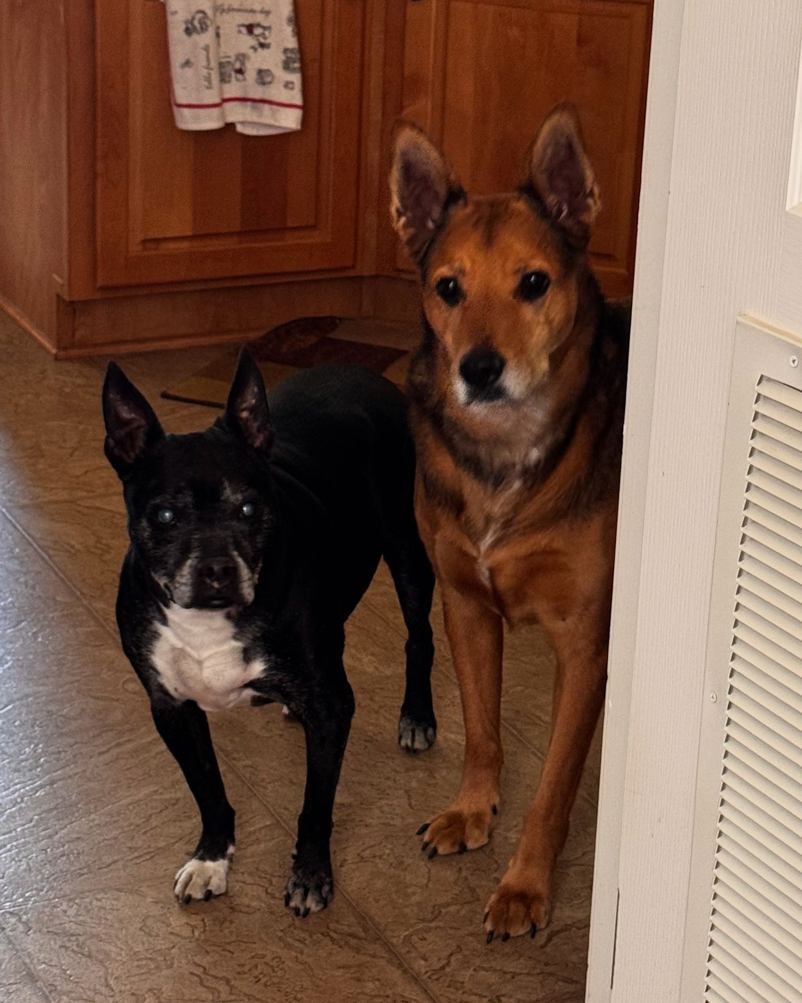 Hepato TruBenefits® Veterinarian Recommended Solutions